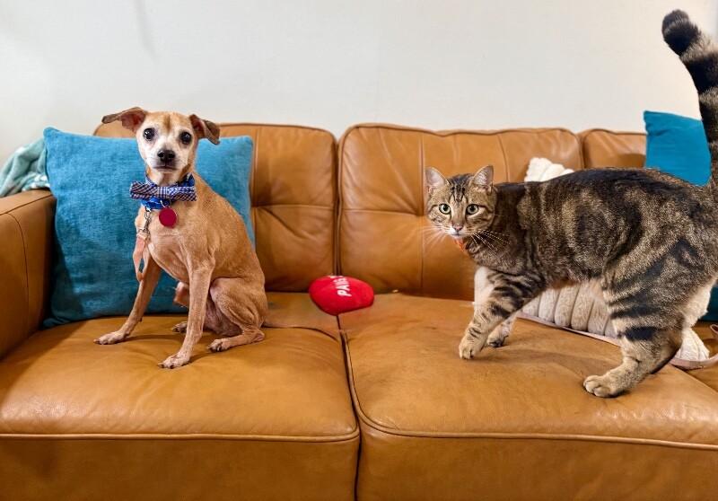 Sammy Sweets Supreme — thumbnail 2