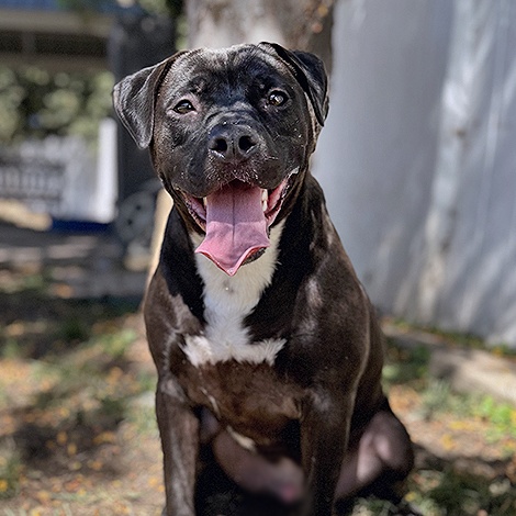 Decker, Young Male Labrador Retriever