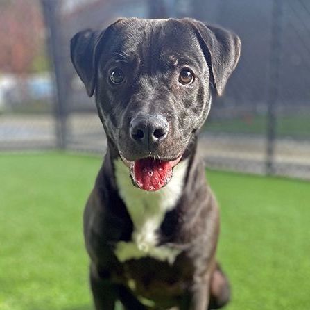 Decker, a Adoptable mixed breed in Lodi, CA image 2/5