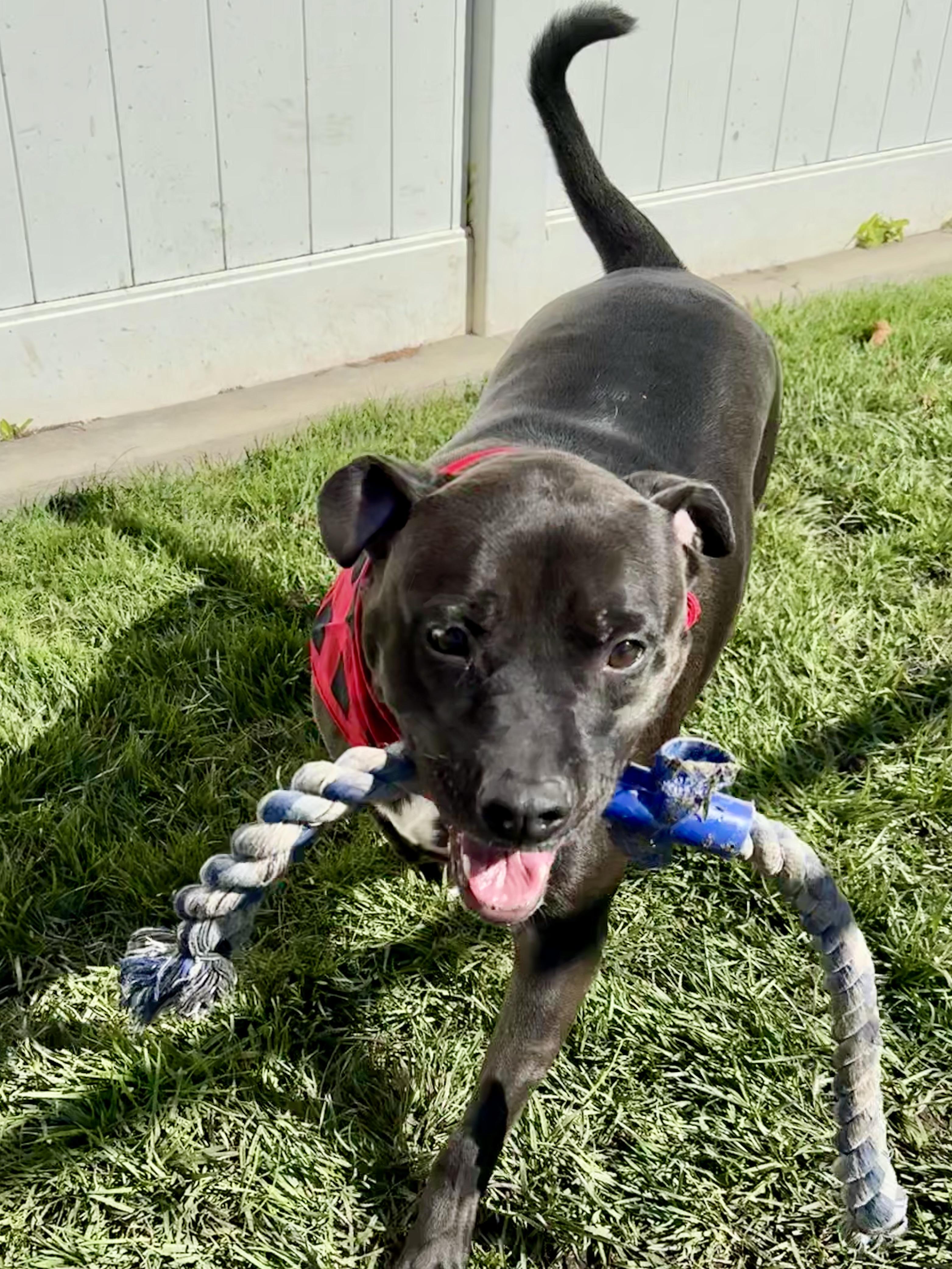 Decker, a Adoptable mixed breed in Lodi, CA image 3/5