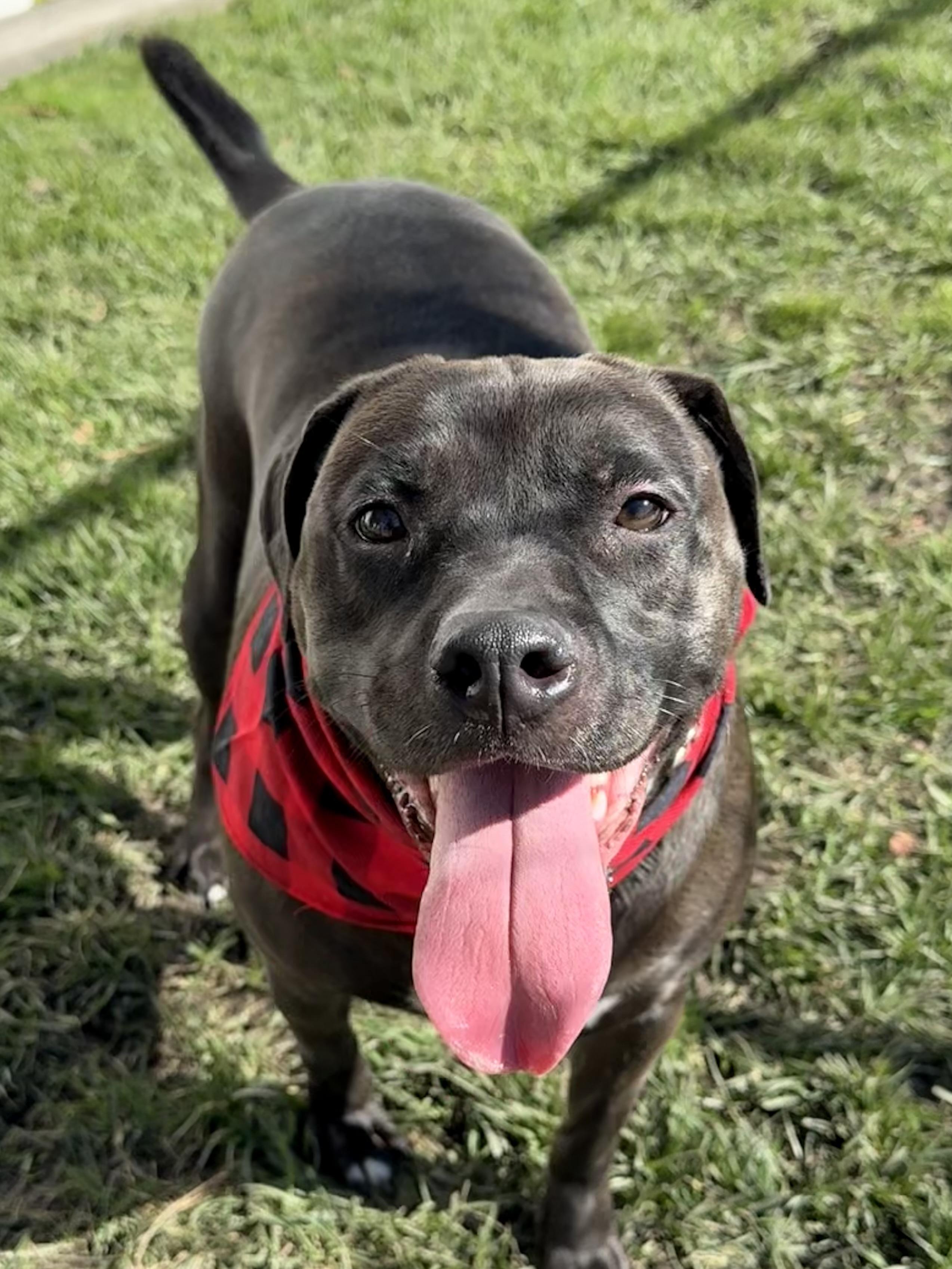 Decker, Adoptable, Adult Male Labrador Retriever & Pit Bull Terrier.