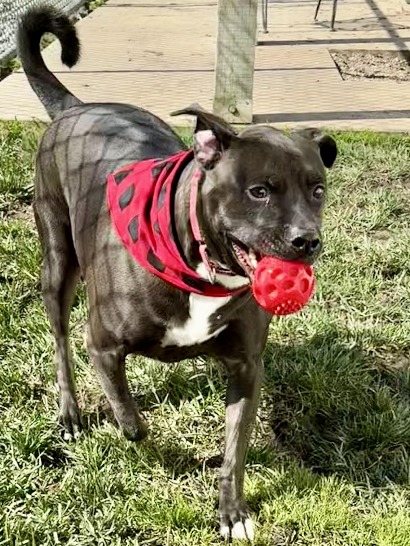Decker, a Adoptable mixed breed in Lodi, CA image 4/5