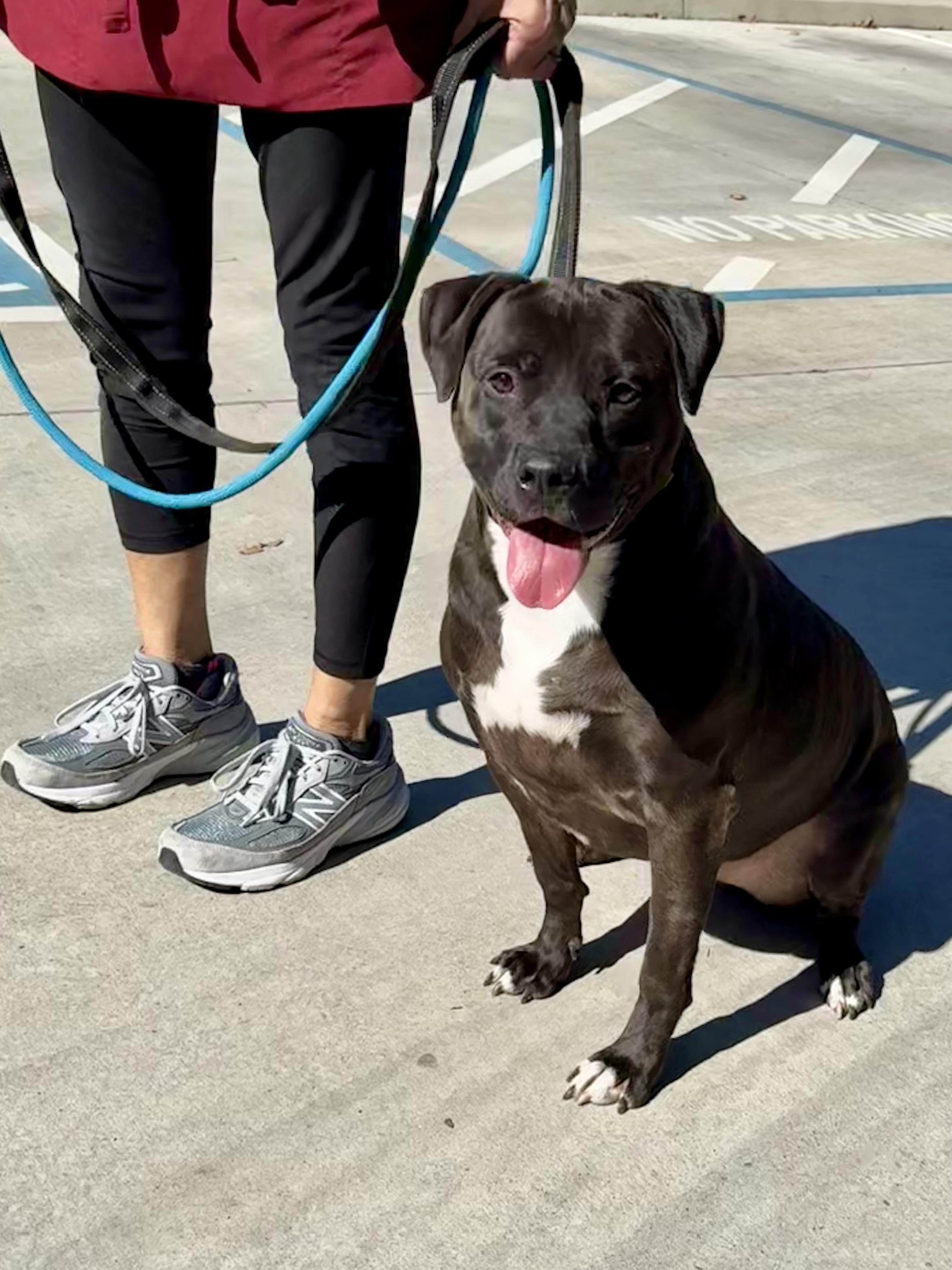 Decker, a Adoptable mixed breed in Lodi, CA image 5/5