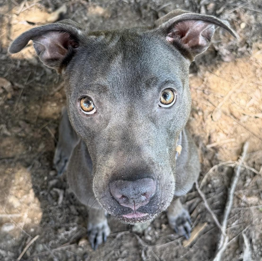 Enlarge Vesta, a Adoptable mixed breed in Fairfax, VA image 5/6