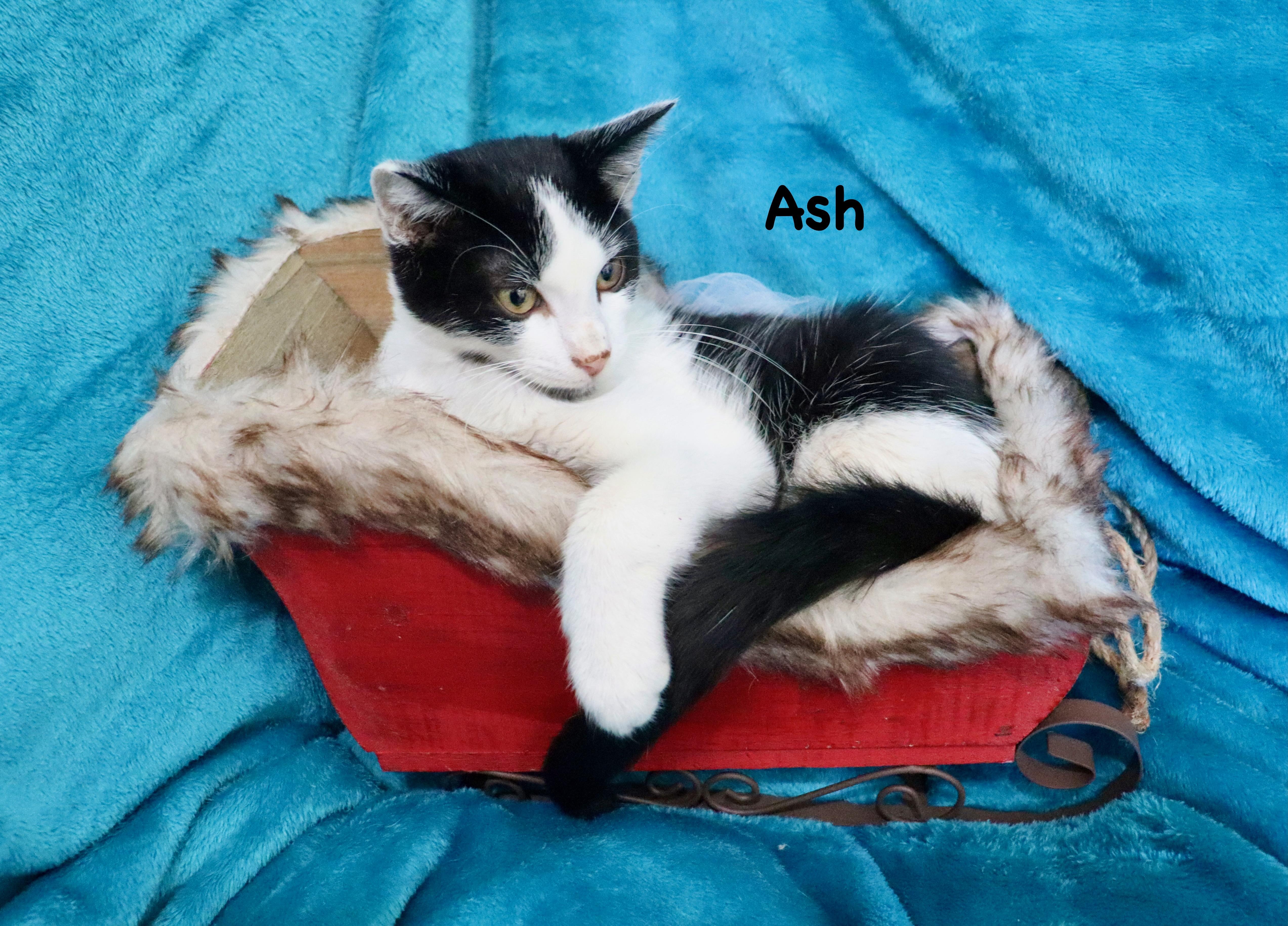 Ash thumbnail 3