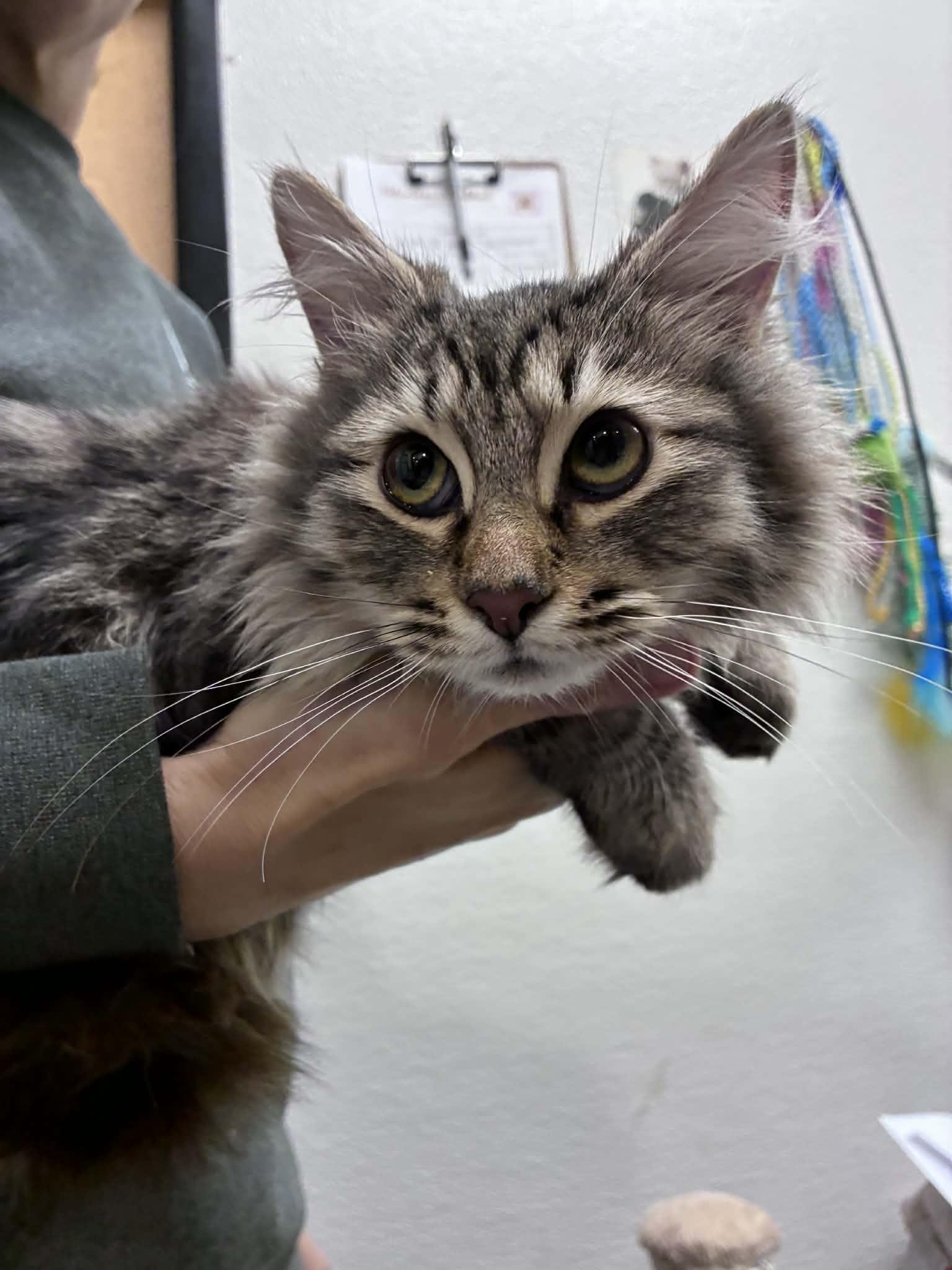 Yukon, adopted, Kitten Male Domestic Long Hair.