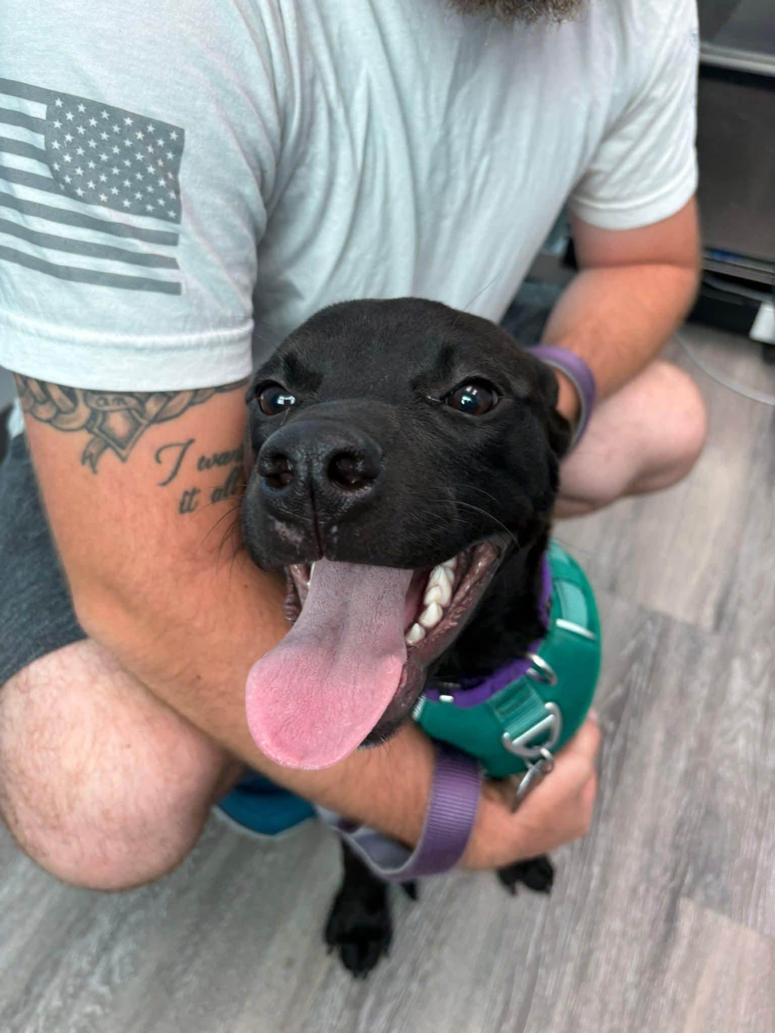 Ayra, Adoptable, Young Female Terrier & Retriever.