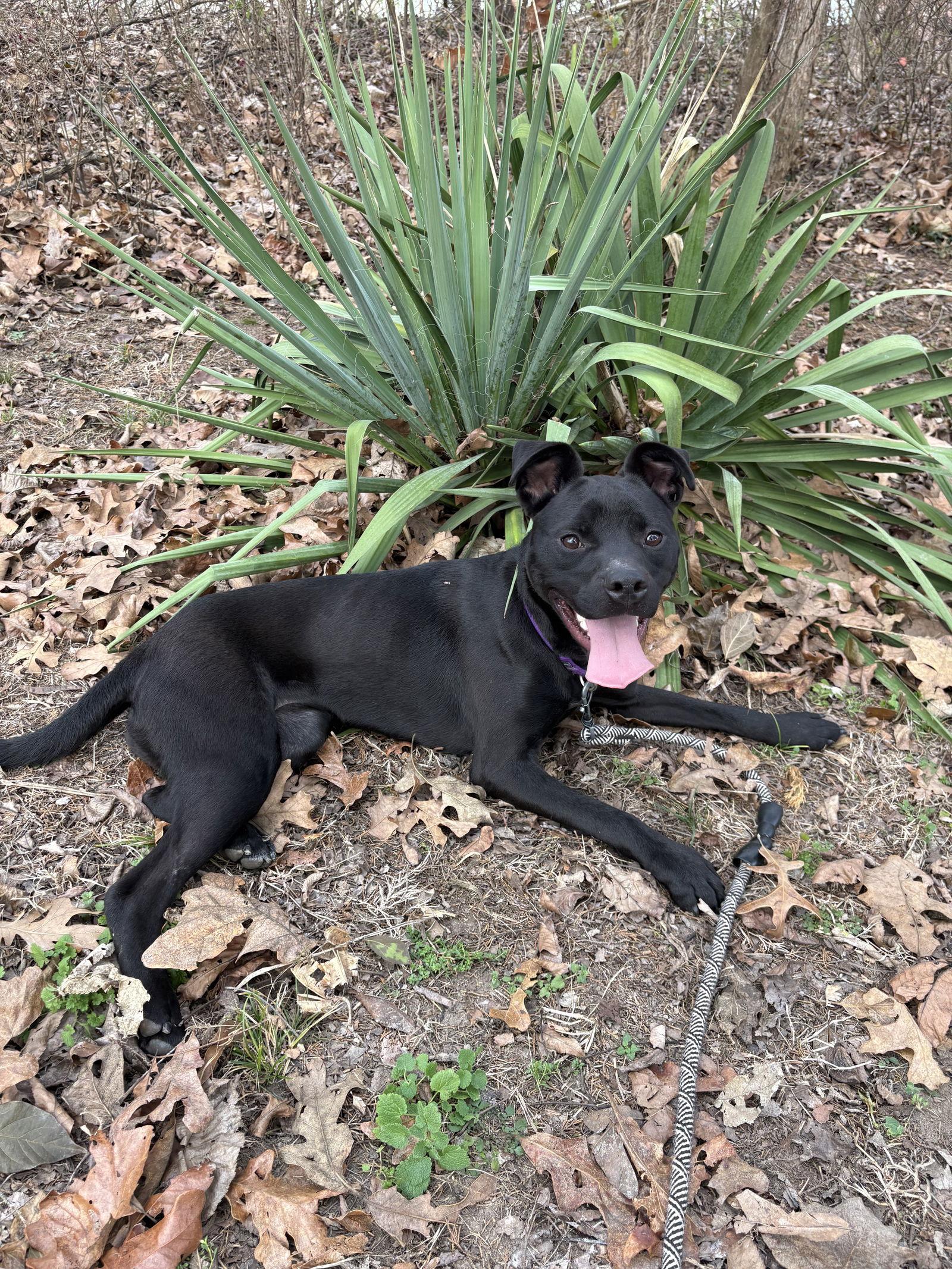 Ayra, Adoptable, Young Female Terrier & Retriever.