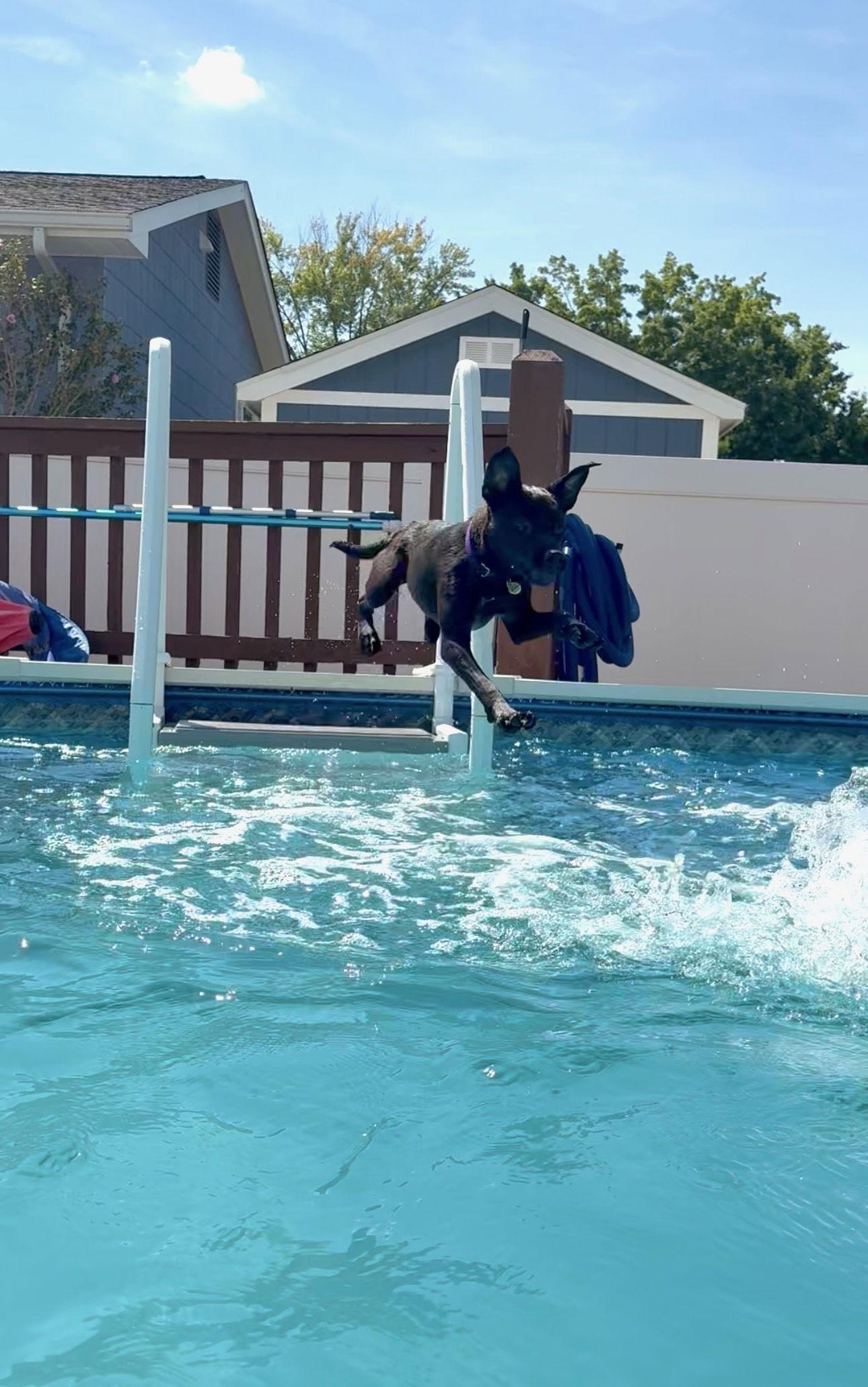 Ayra, Adoptable, Young Female Terrier & Retriever.