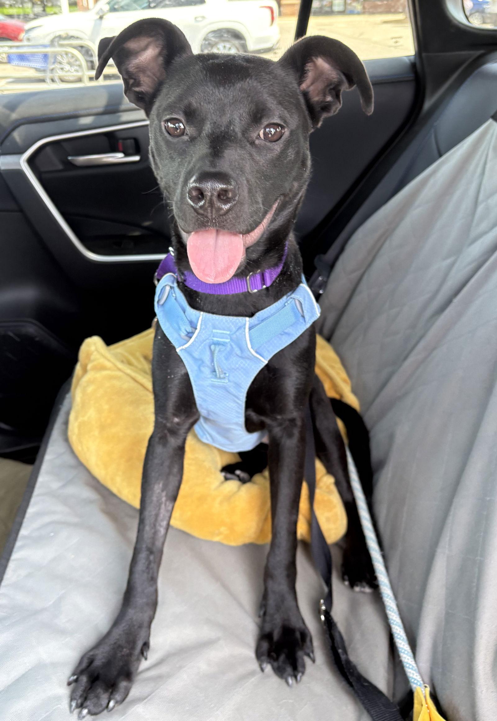 Enlarge Ayra, a Adoptable mixed breed in O'Fallon, MO image 2/3