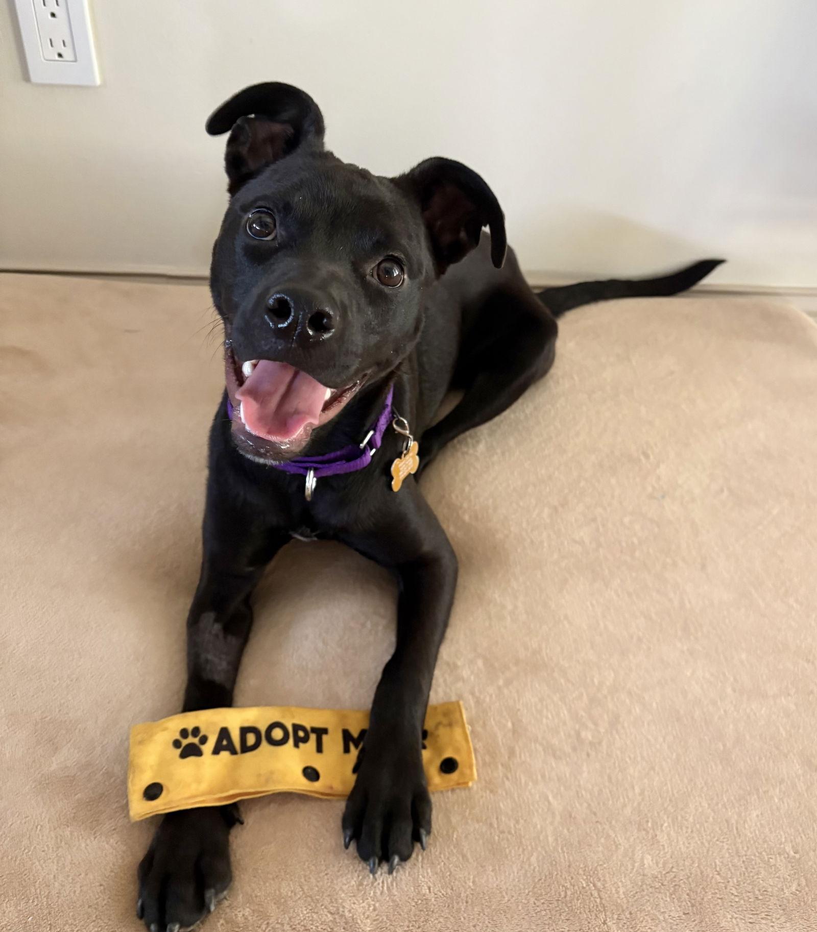 Enlarge Ayra, a Adoptable mixed breed in O'Fallon, MO image 2/3