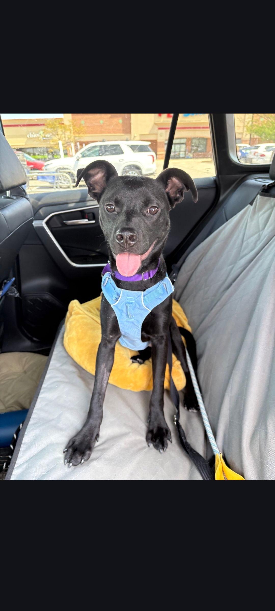 Enlarge Ayra, a Adoptable mixed breed in O'Fallon, MO image 3/3