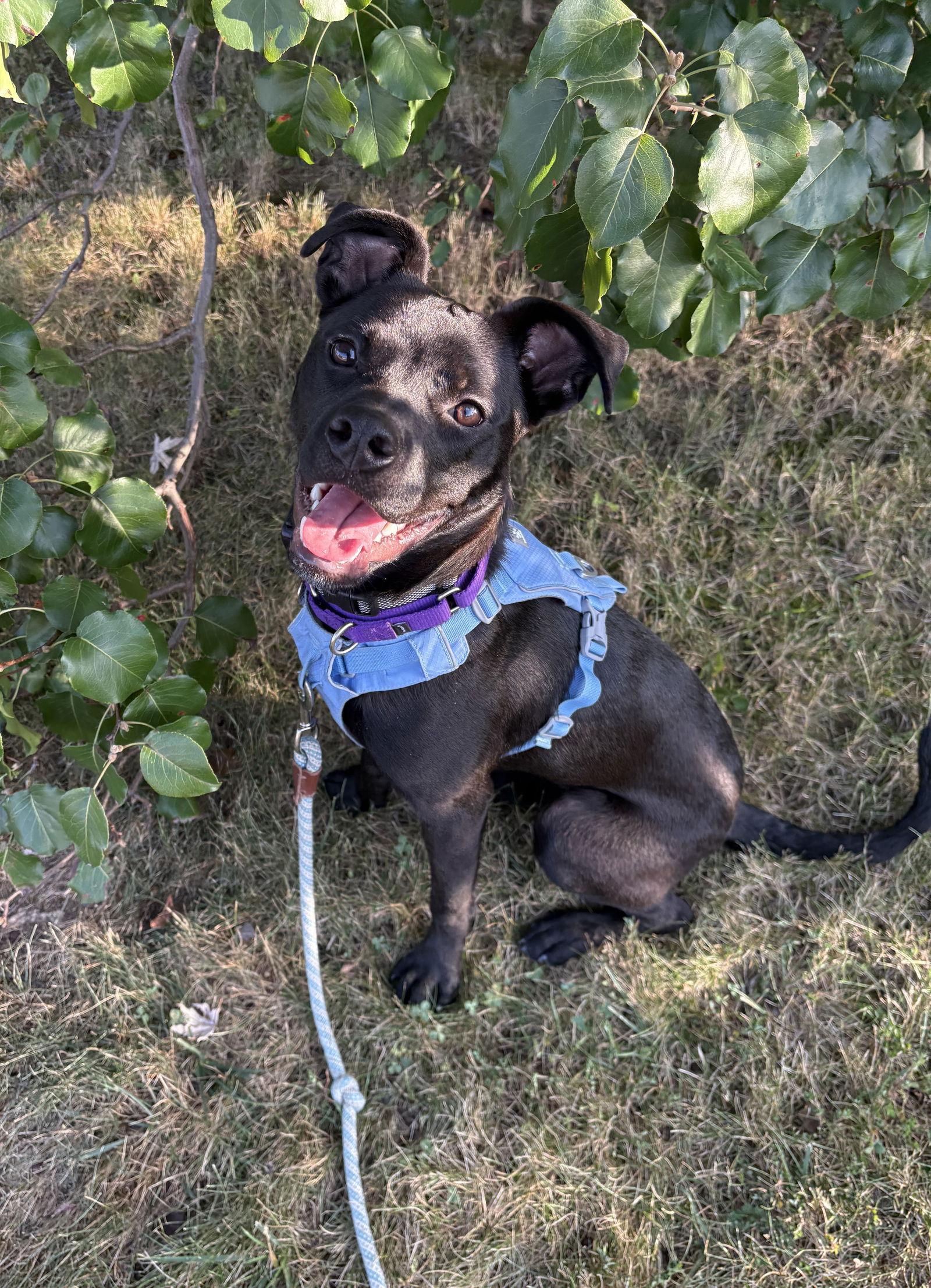 Enlarge Ayra, a Adoptable mixed breed in O'Fallon, MO image 3/3