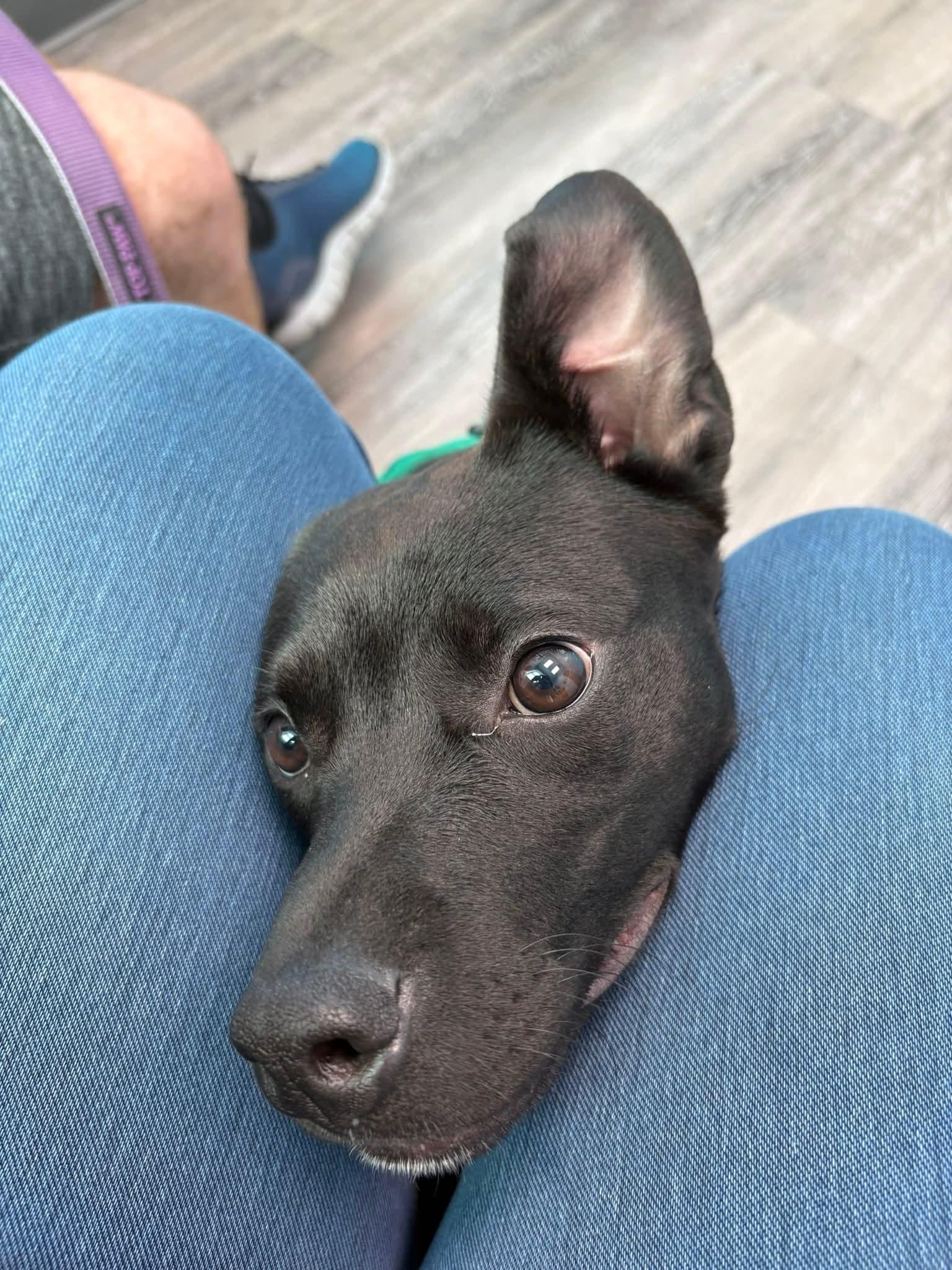 Ayra, a Adoptable mixed breed in O'Fallon, MO image 2/3