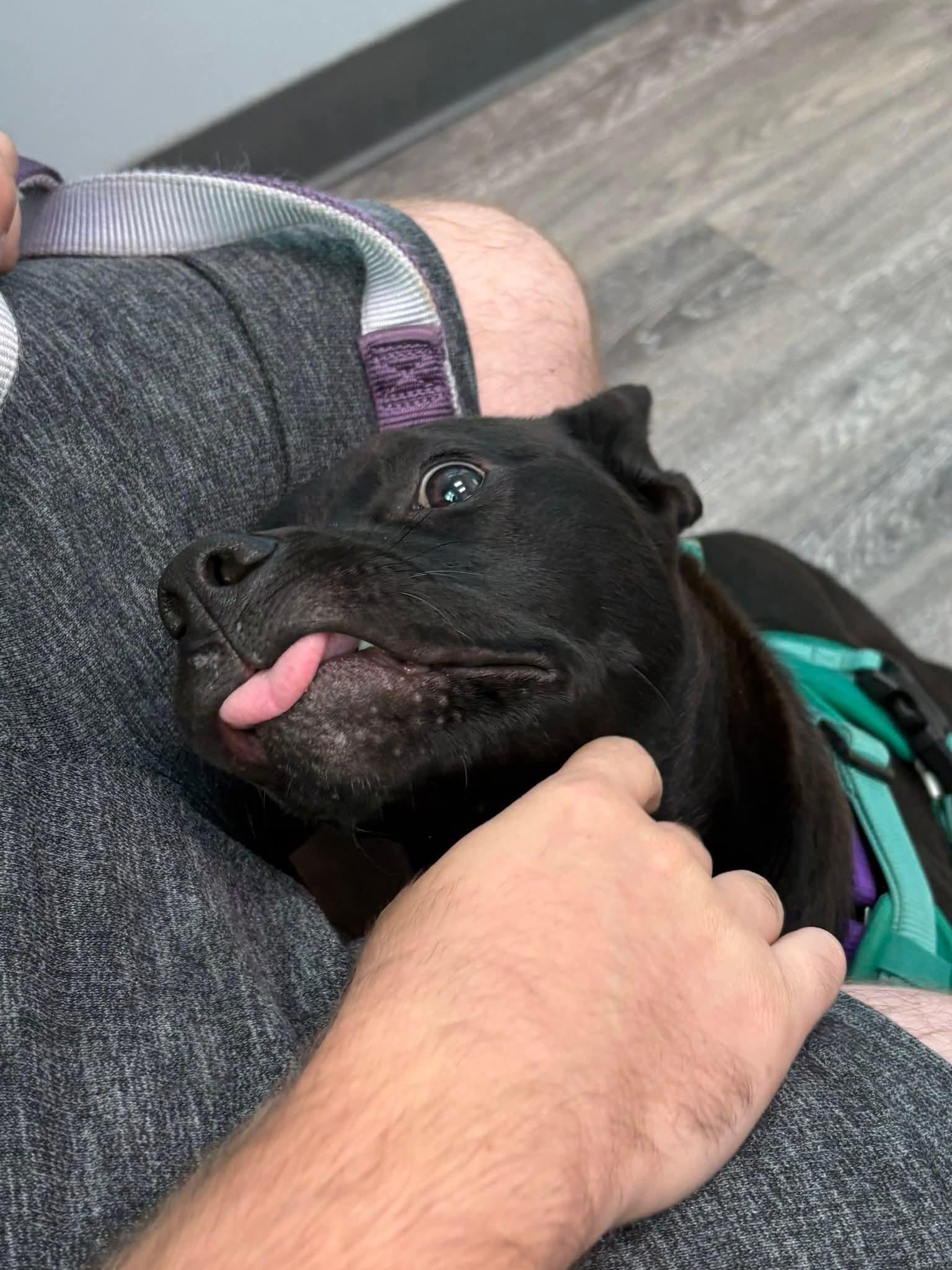 Ayra, a Adoptable mixed breed in O'Fallon, MO image 3/3