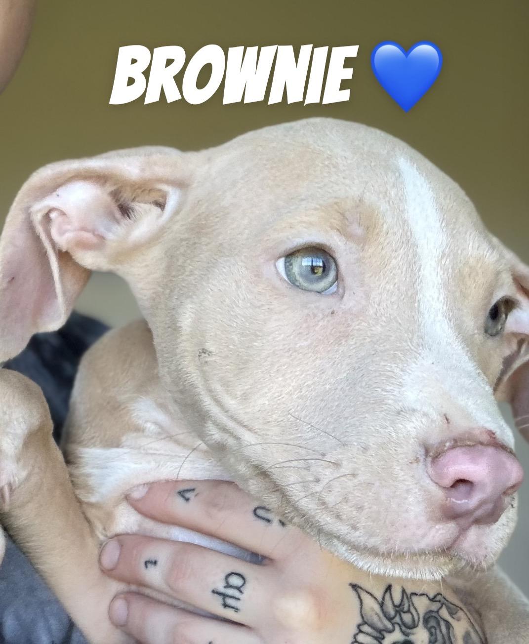 Brownie, Adopted, Puppy Male Pit Bull Terrier.