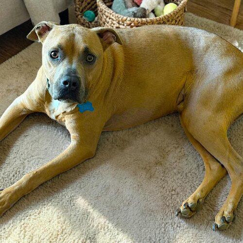 Tucker, Adoptable, Young Male Mixed Breed.