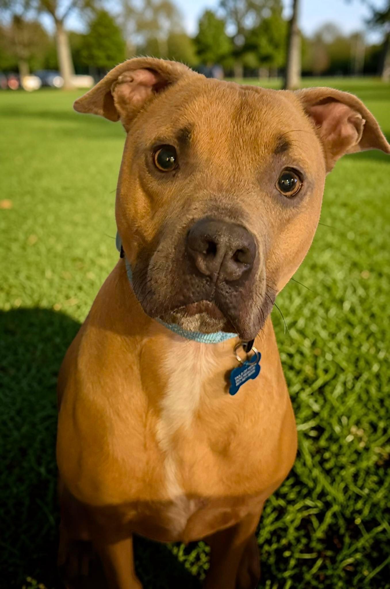 Tucker, a Adoptable mixed breed in Memphis, TN image 2/2