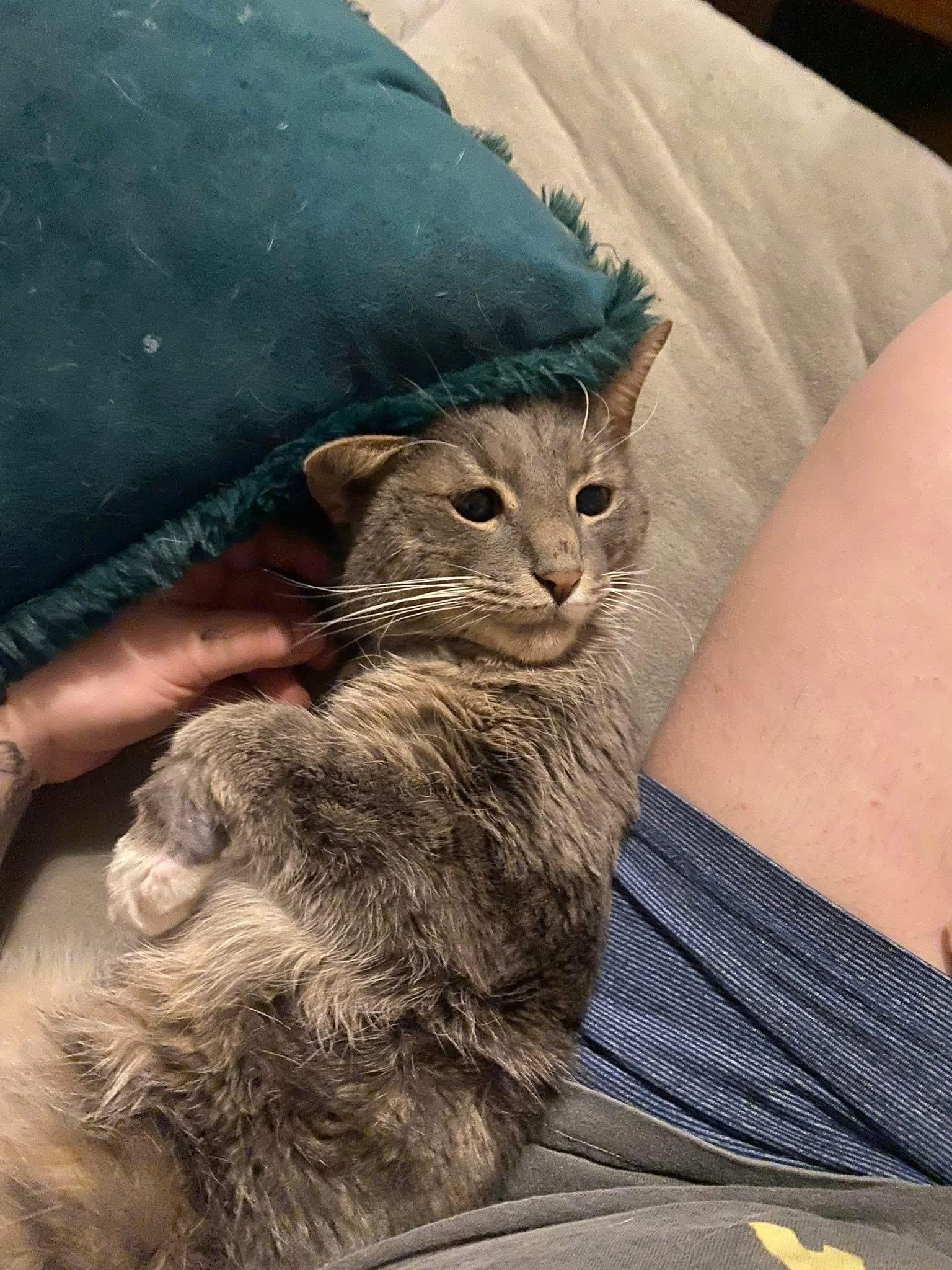 Enlarge Earl, a ADOPTABLE mixed breed in Ontario, NY image 4/4