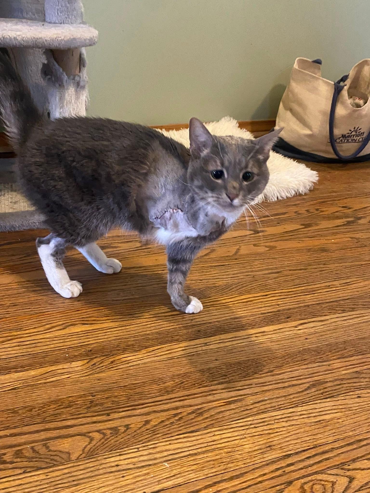 Enlarge Earl, a ADOPTABLE mixed breed in Ontario, NY image 3/4