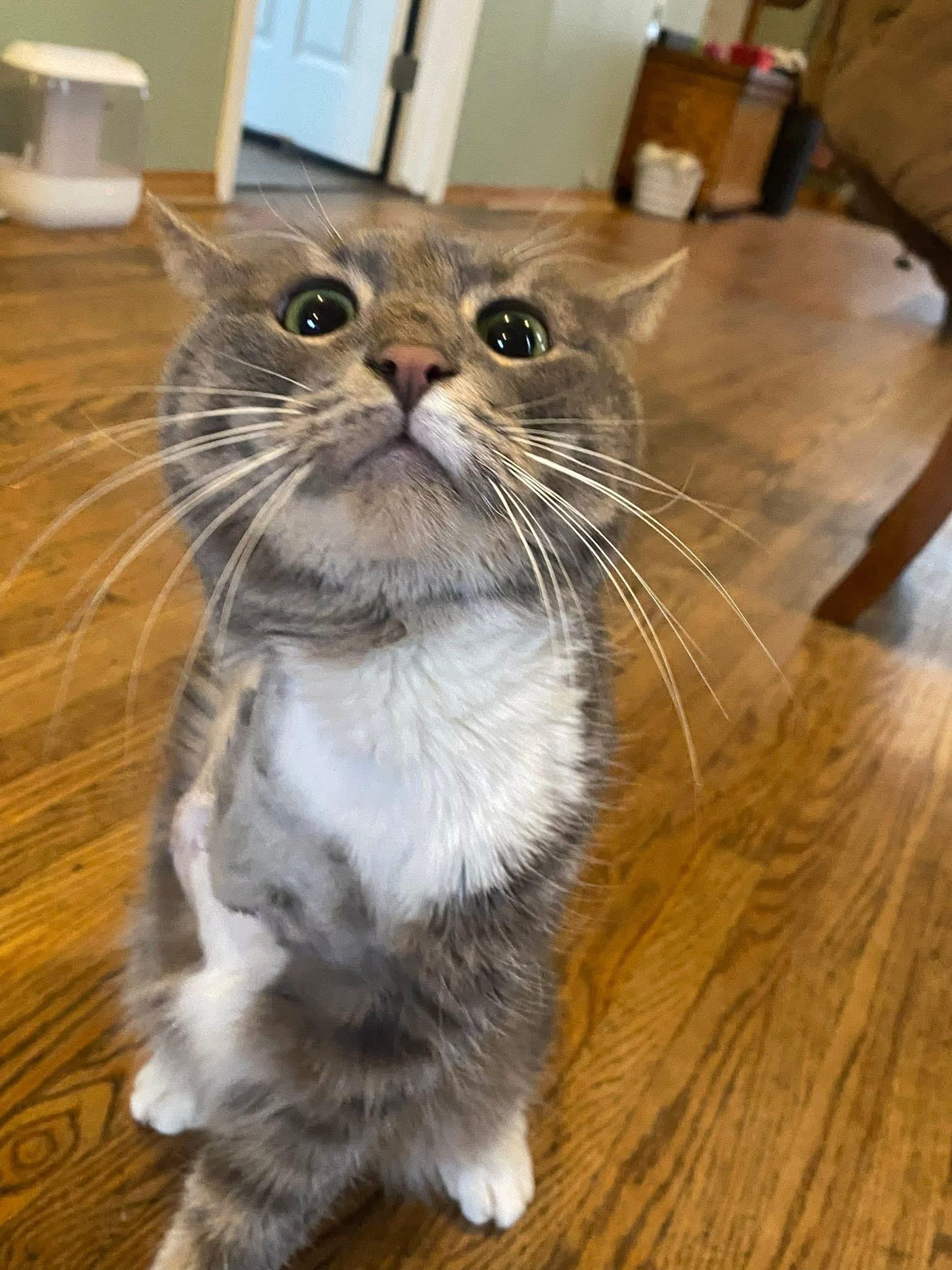 Enlarge Earl, a ADOPTABLE mixed breed in Ontario, NY image 2/4