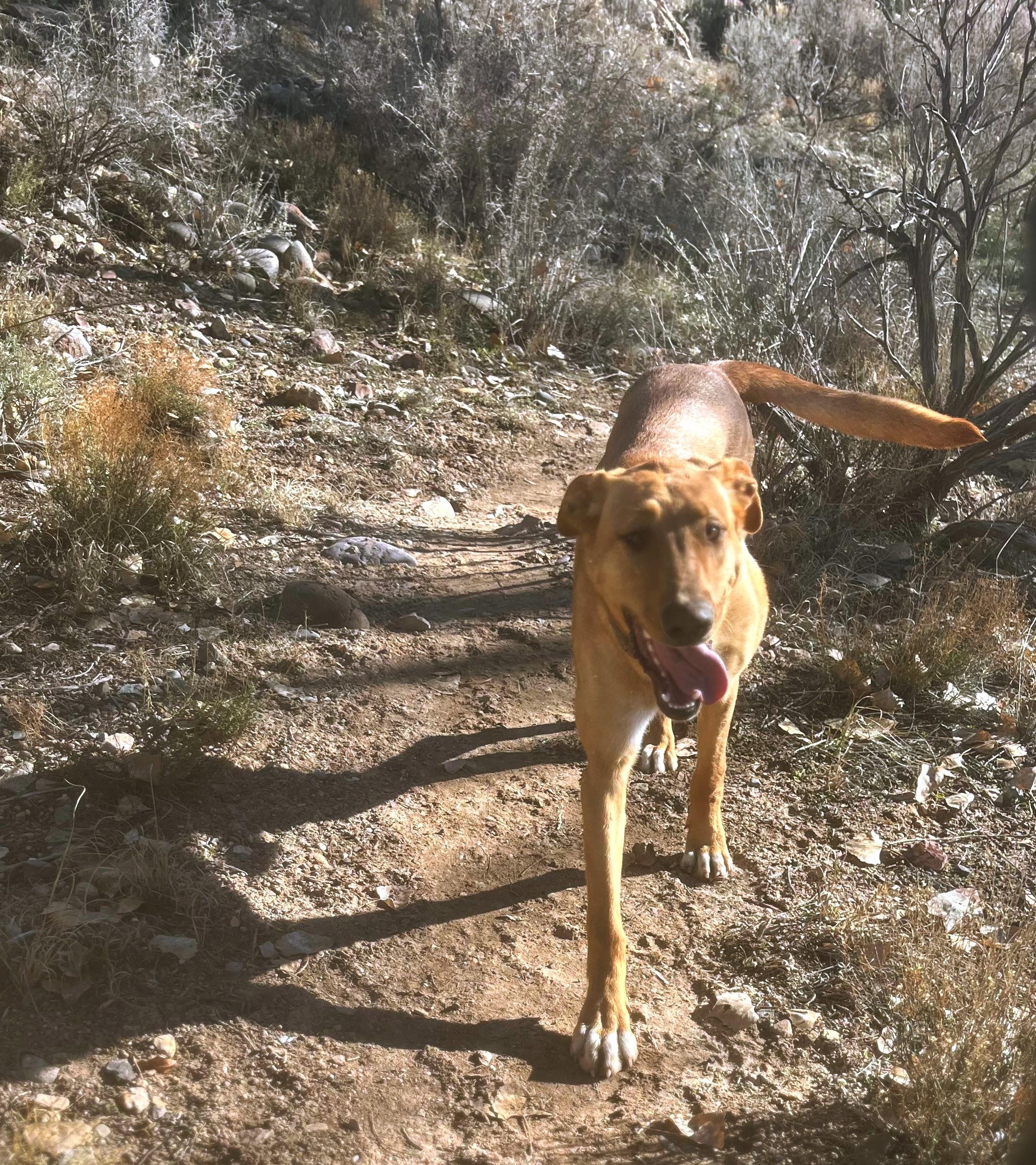 Liddy, an adoptable mixed breed in Nucla, CO image 2/3