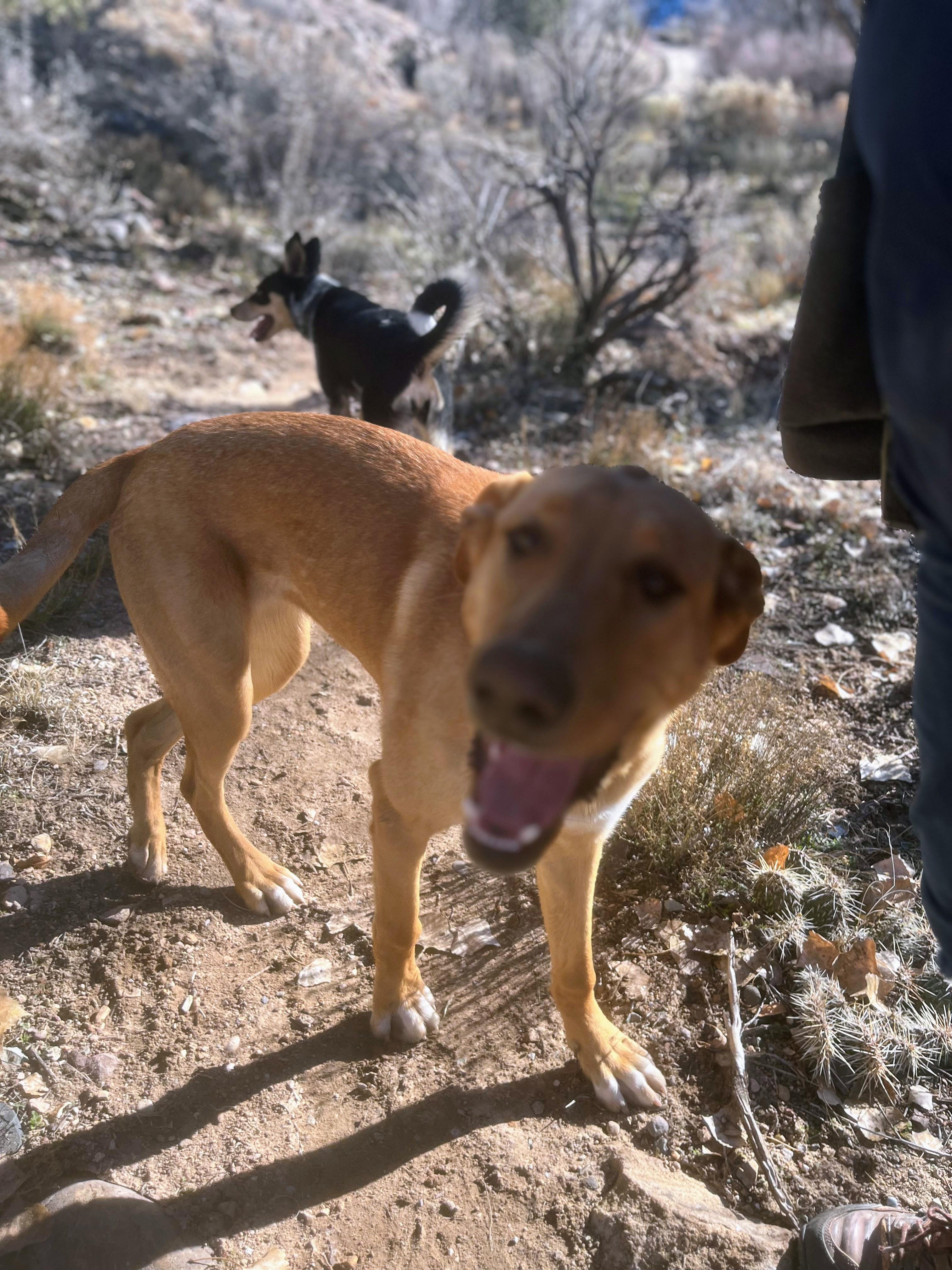 Liddy, an adoptable mixed breed in Nucla, CO image 3/3