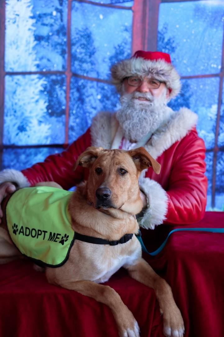 Liddy, adoptable, Young Female German Shepherd Dog.