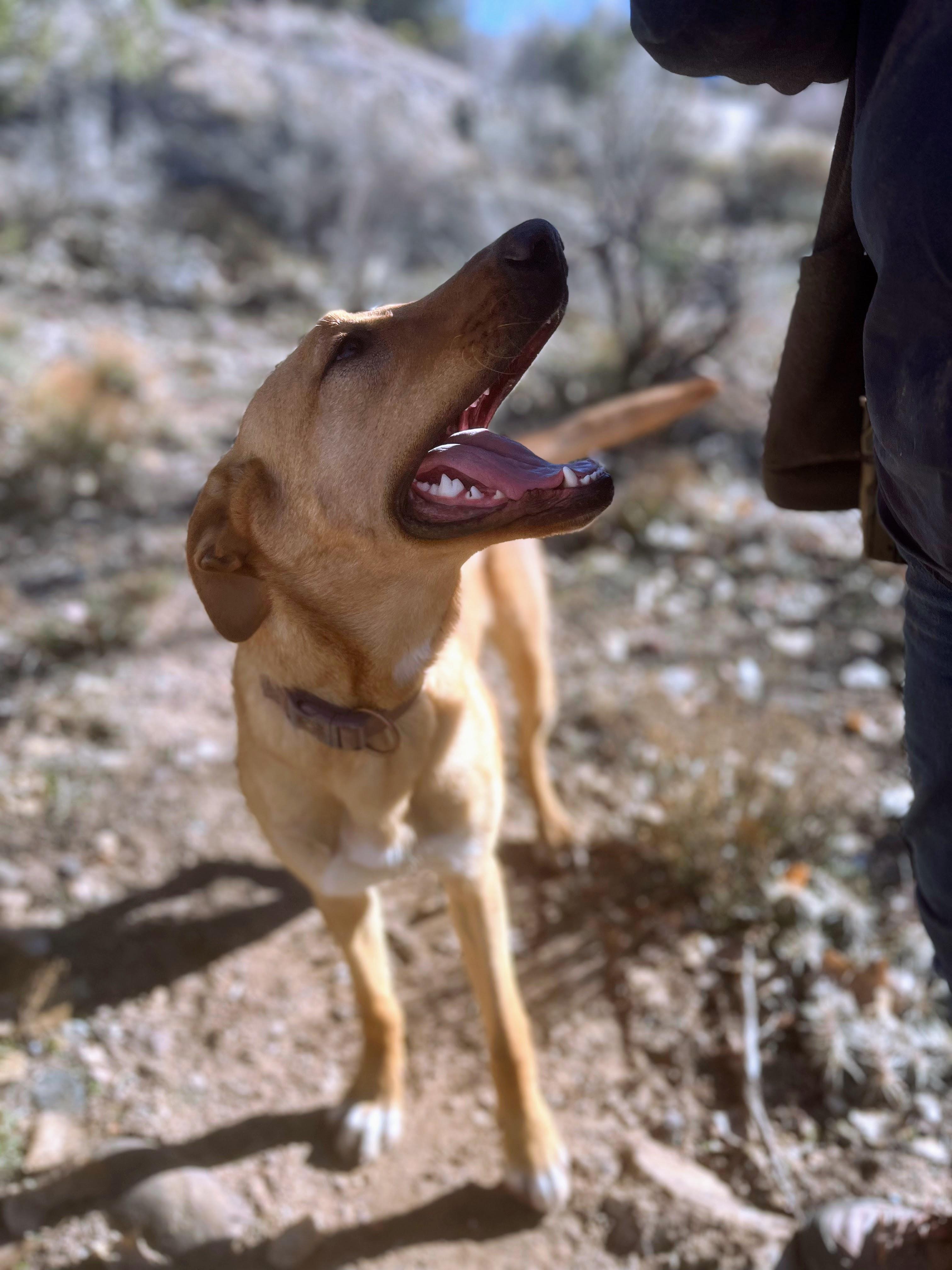 Liddy, adoptable, Young Female German Shepherd Dog.
