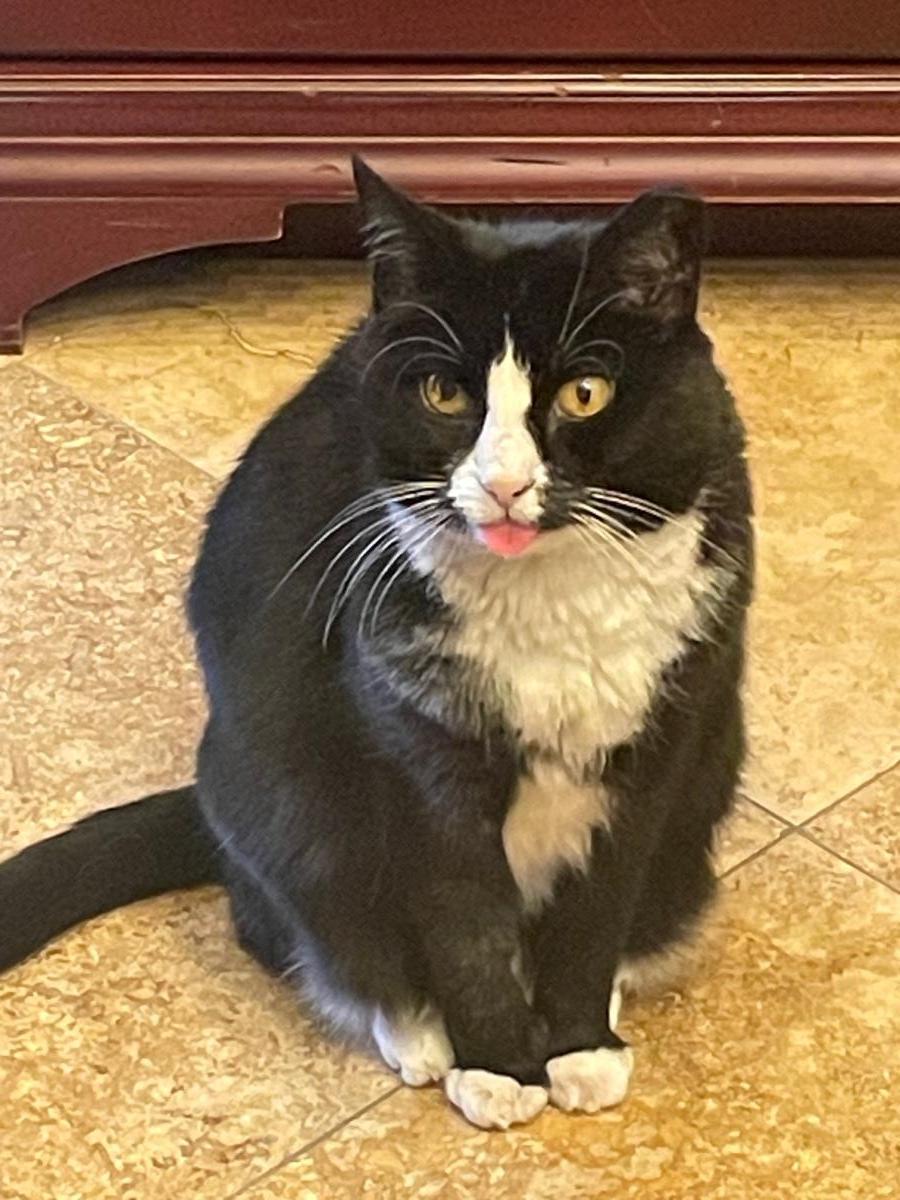 Kloe Pepper, Adoptable, Adult Female Domestic Short Hair & Tuxedo.