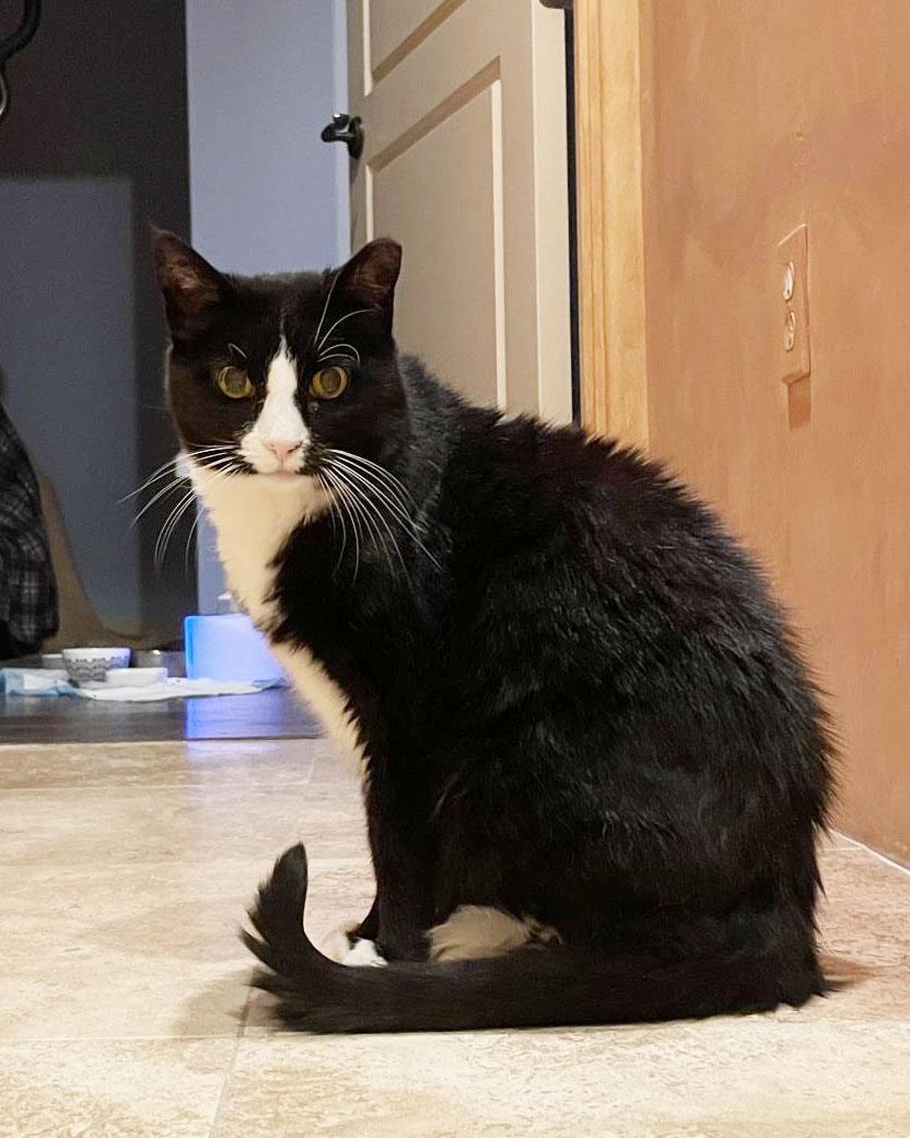 Kloe Pepper, Adoptable, Adult Female Domestic Short Hair & Tuxedo.