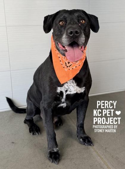 Enlarge Percy, a Adoptable mixed breed in Kansas City, MO image 3/3
