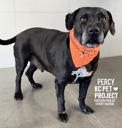 Percy, a Adoptable mixed breed in Kansas City, MO image 2/3