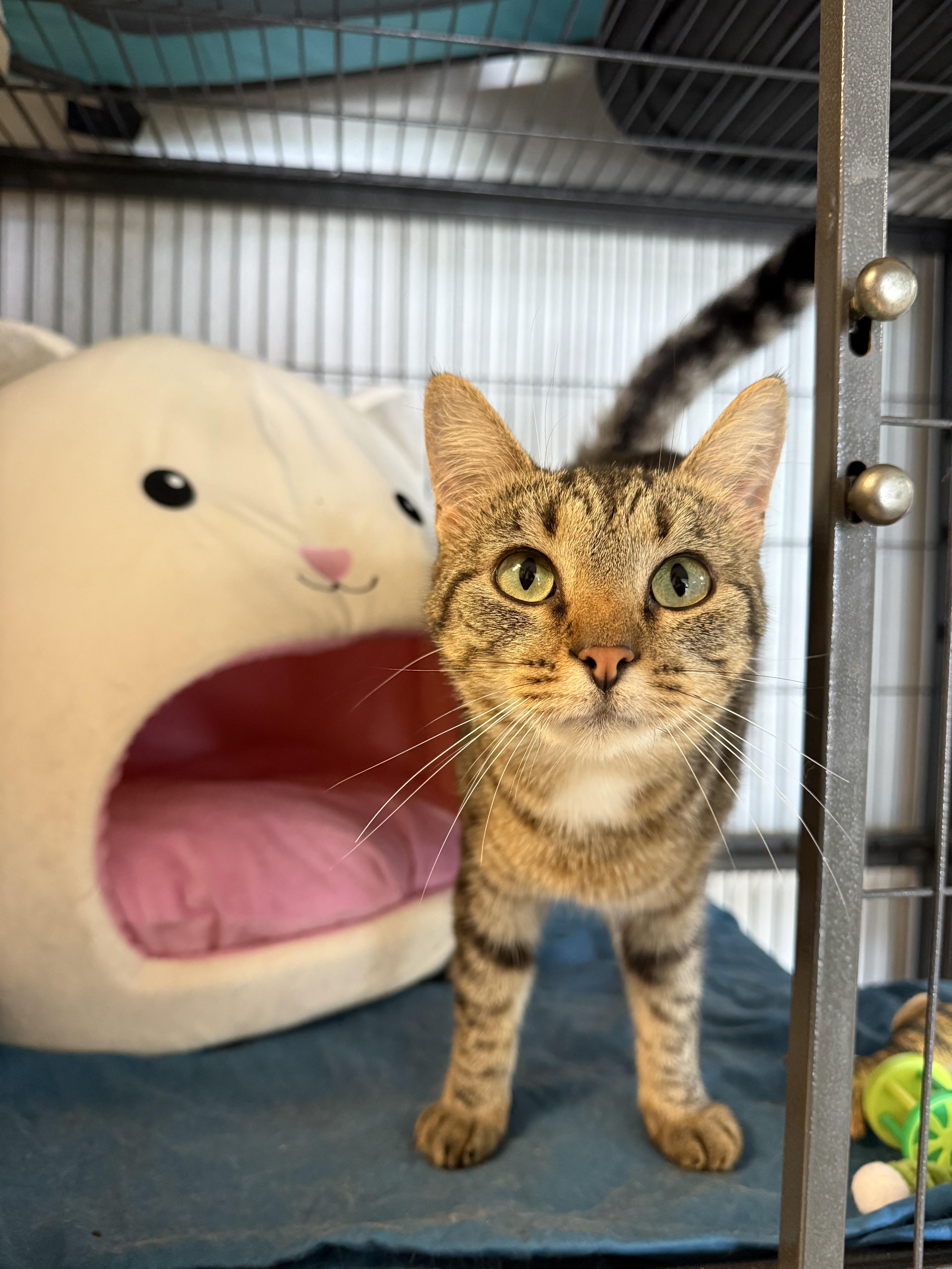 Savannah, ADOPTABLE, Young Female Domestic Short Hair.