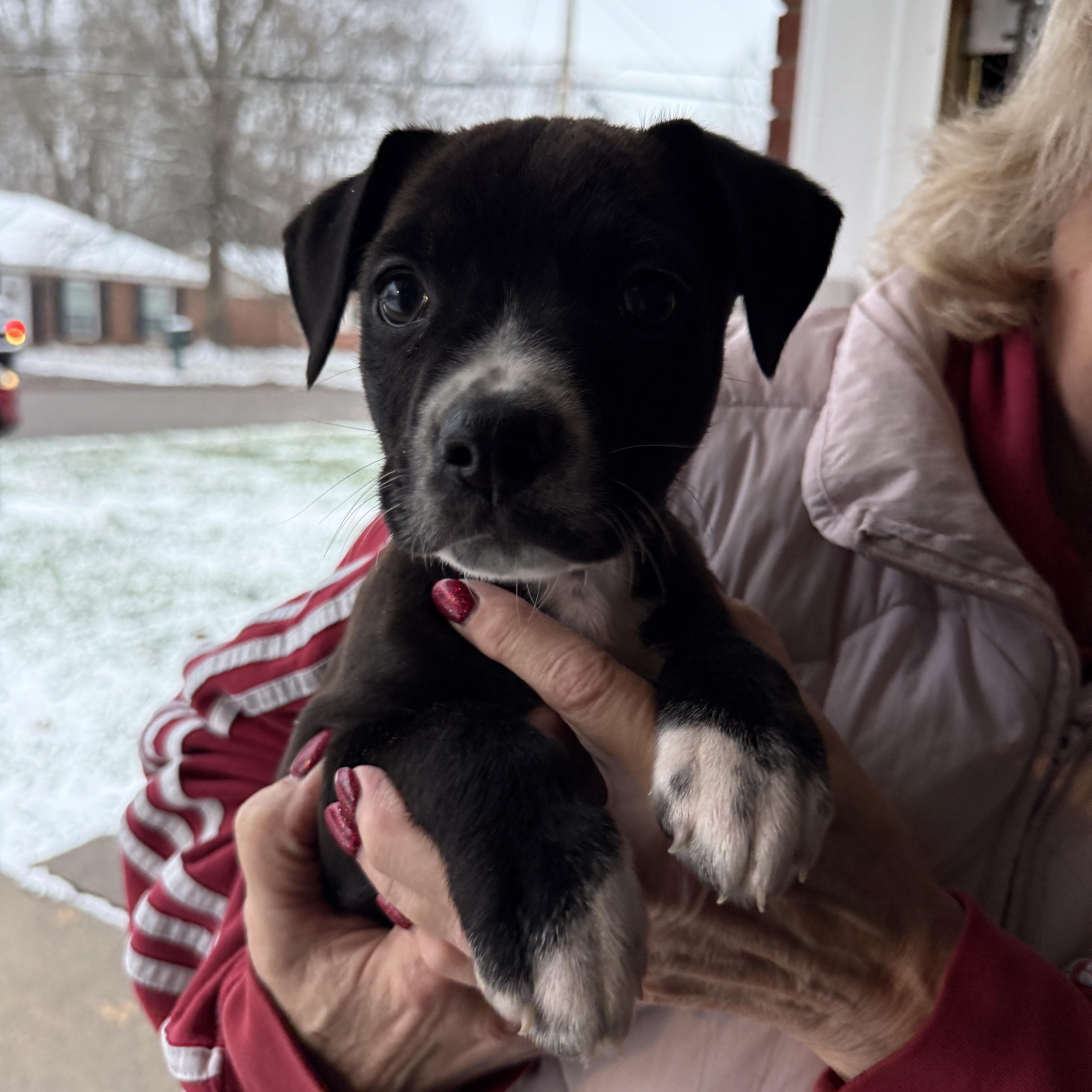 Enlarge Jack, a ADOPTABLE Mixed Breed in Jeffersonville, IN image 1/1