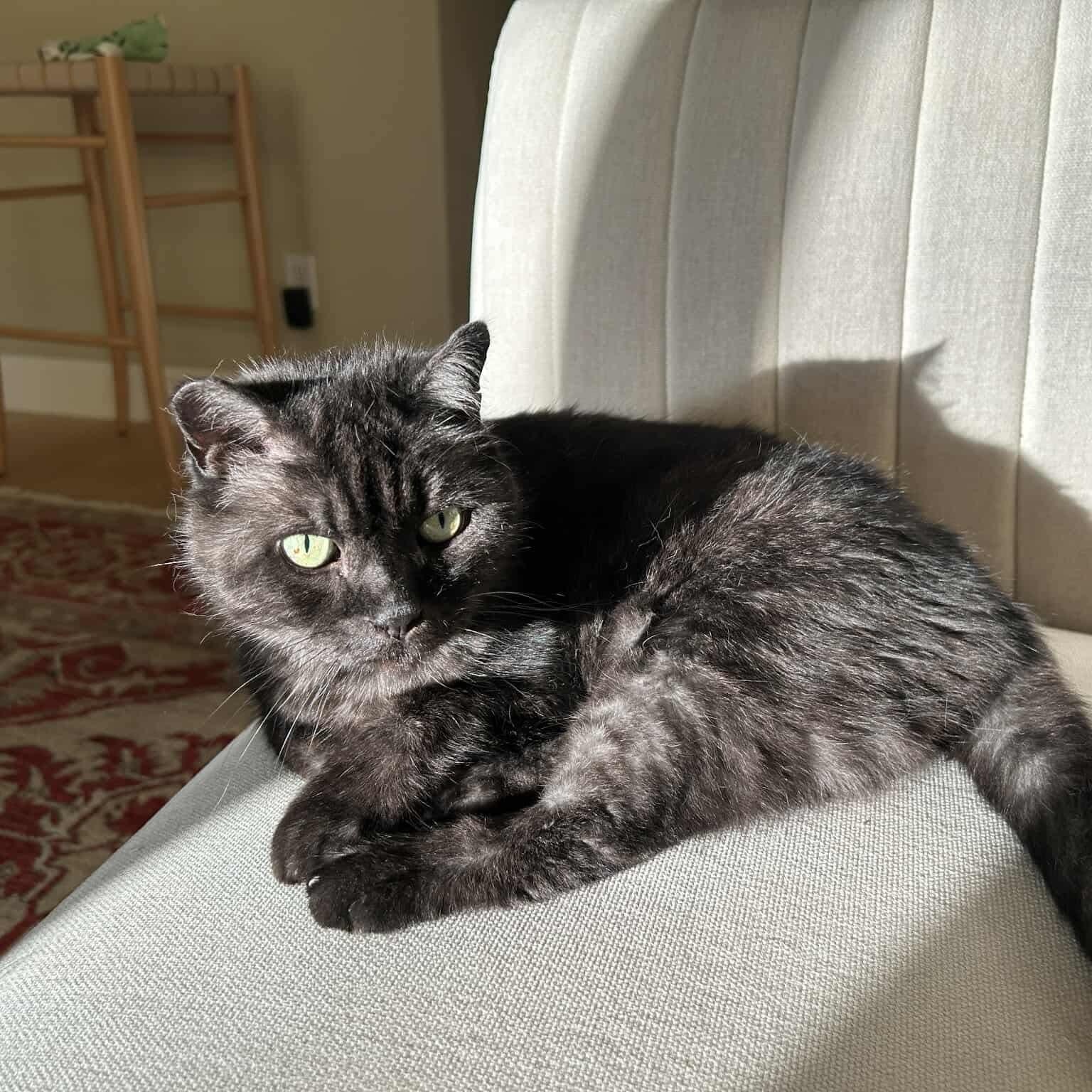 Enlarge Miles & Oreo 20% off (Bonded Brothers), a Adoptable mixed breed in Gladstone, OR image 3/6