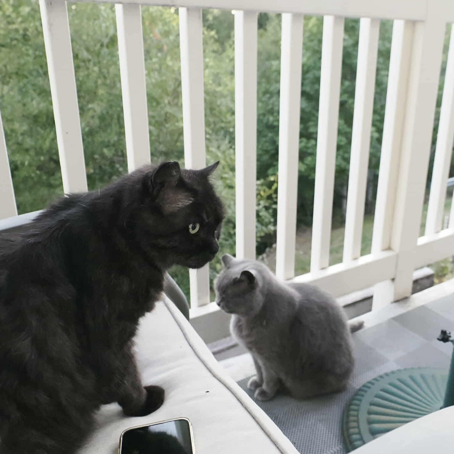 Miles & Oreo 20% off (Bonded Brothers), Adoptable, Senior Male Domestic Short Hair & Russian Blue.