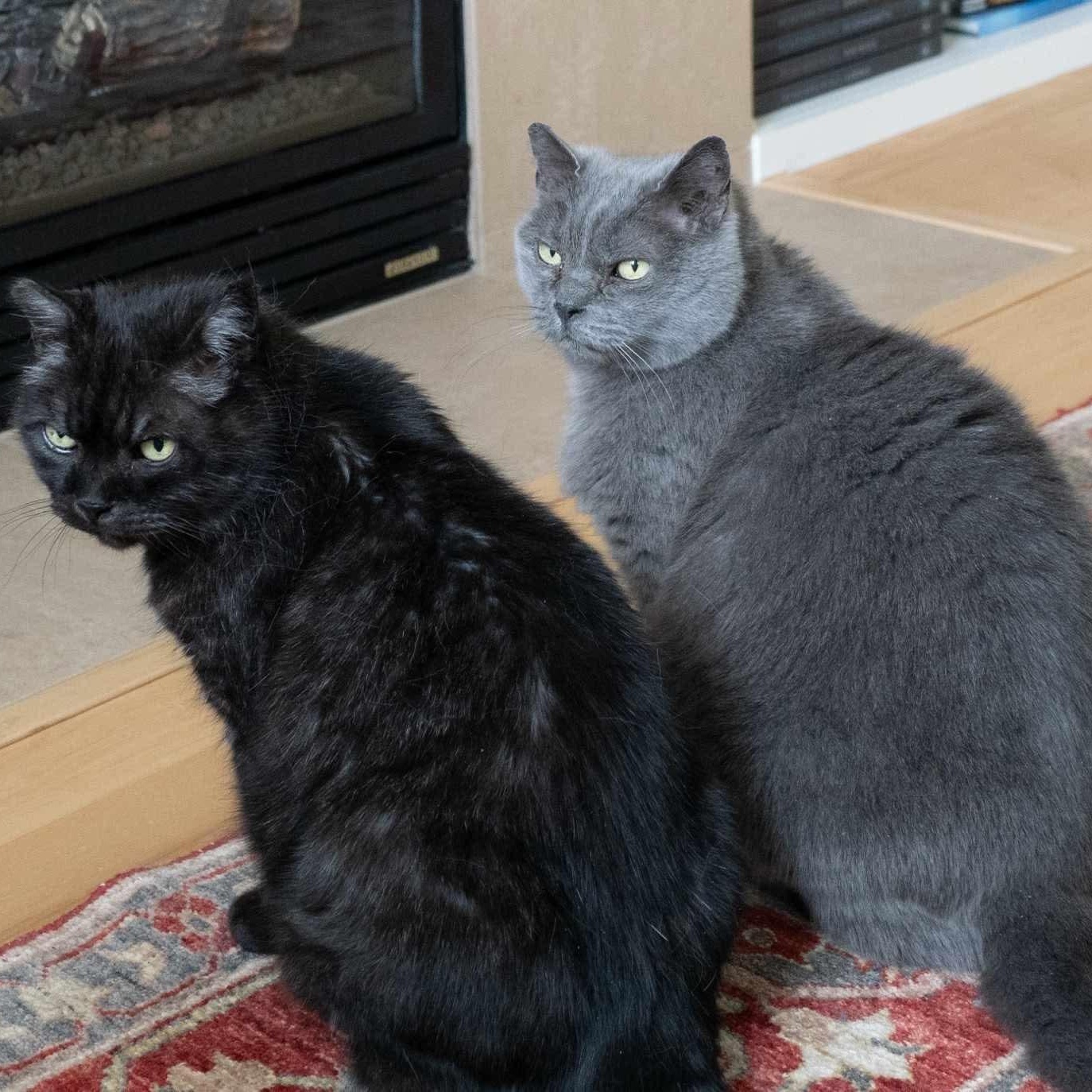 Enlarge Miles & Oreo 20% off (Bonded Brothers), a Adoptable mixed breed in Gladstone, OR image 2/6