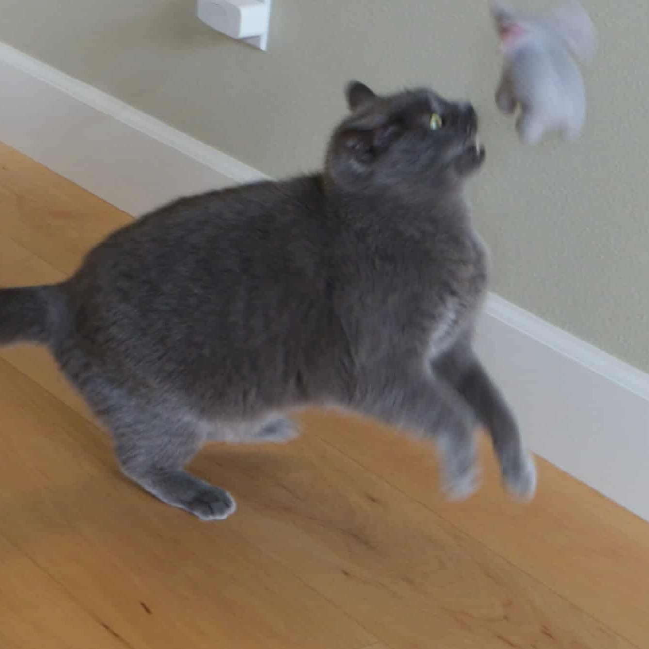 Enlarge Miles & Oreo 20% off (Bonded Brothers), a Adoptable mixed breed in Gladstone, OR image 4/6