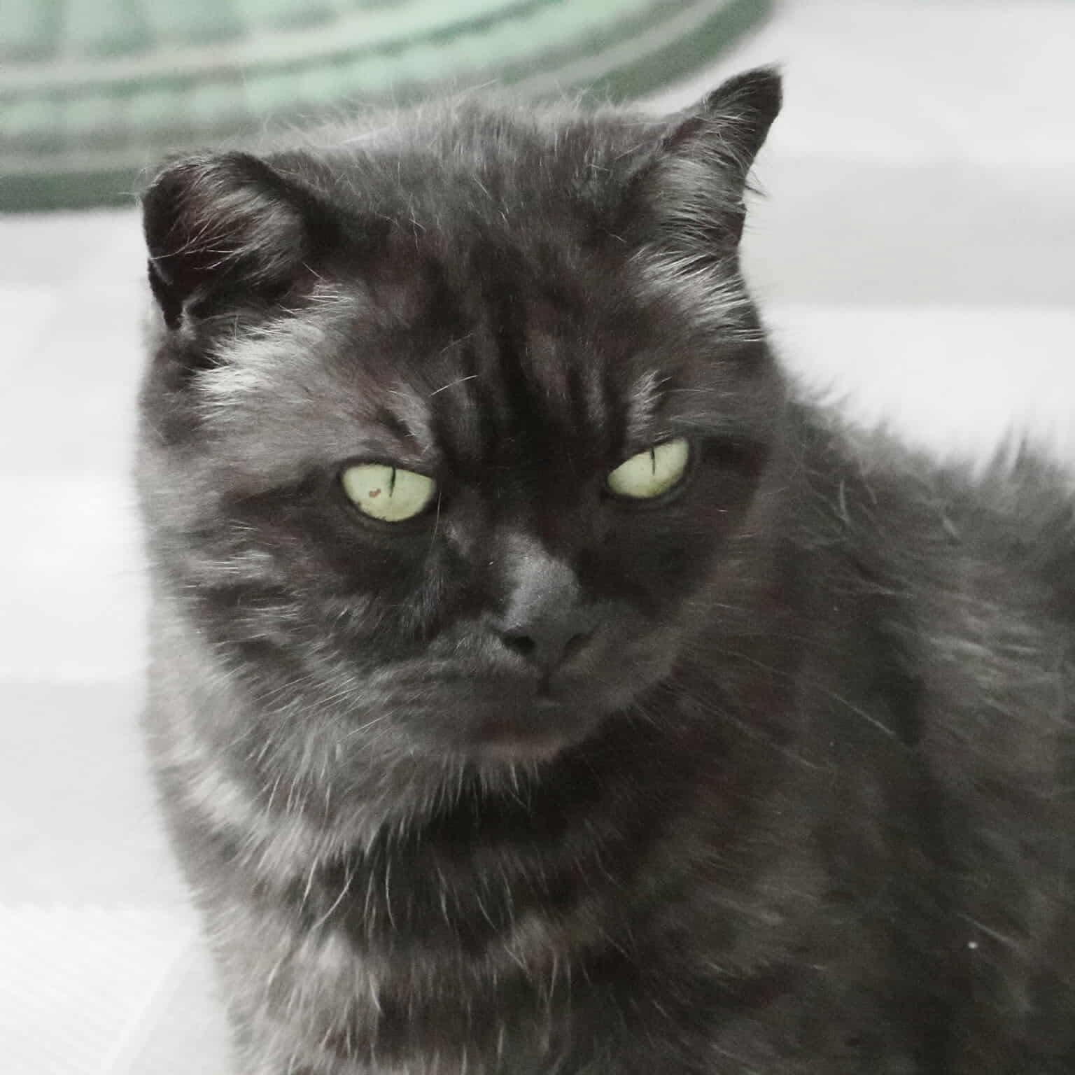 Enlarge Miles & Oreo 20% off (Bonded Brothers), a Adoptable mixed breed in Gladstone, OR image 5/6