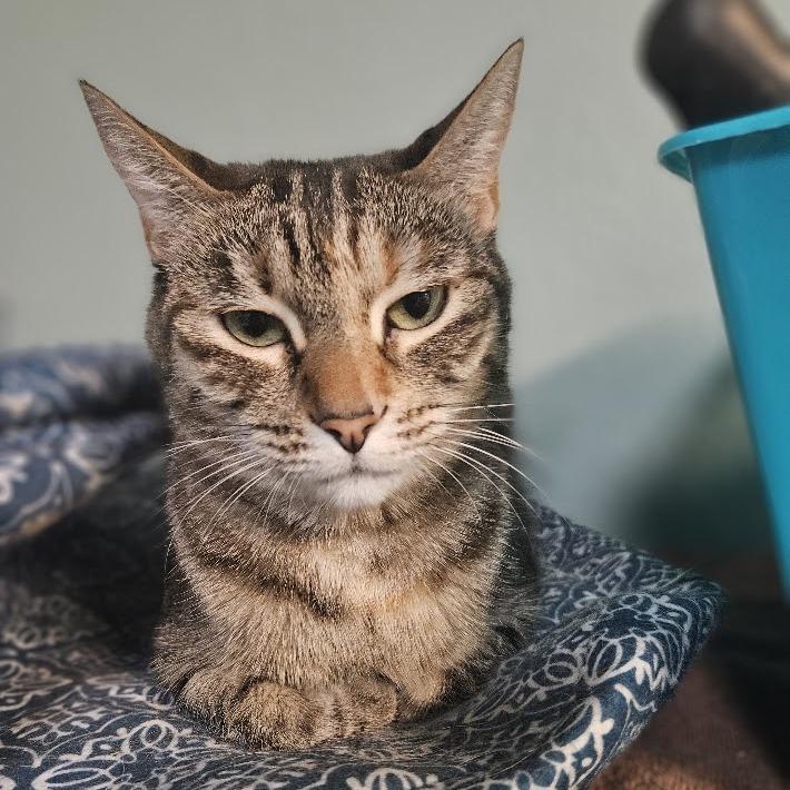Enlarge Clementine, a Adoptable Domestic Short Hair in Las Vegas, NV image 1/6