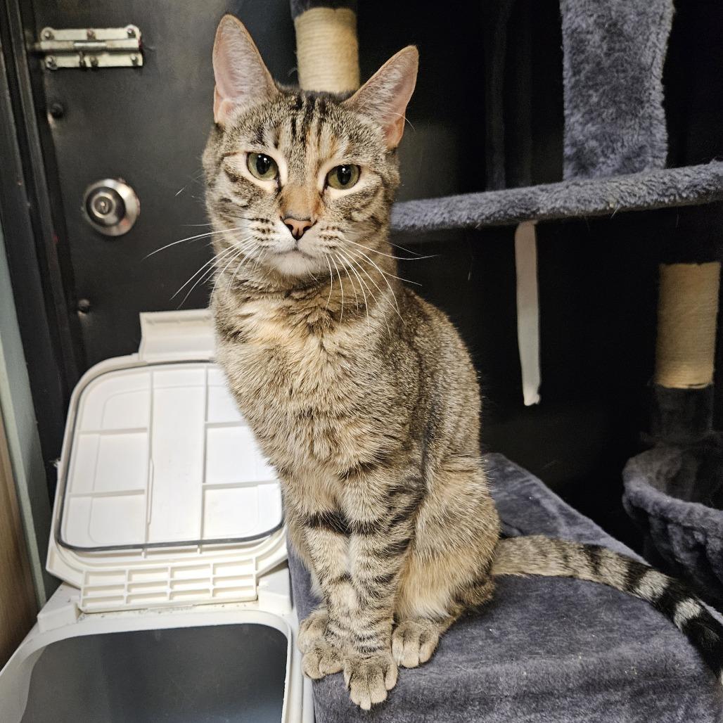 Enlarge Clementine, a Adoptable Domestic Short Hair in Las Vegas, NV image 2/6