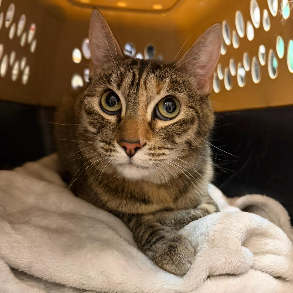 Enlarge Clementine, a Adoptable Domestic Short Hair in Las Vegas, NV image 3/6