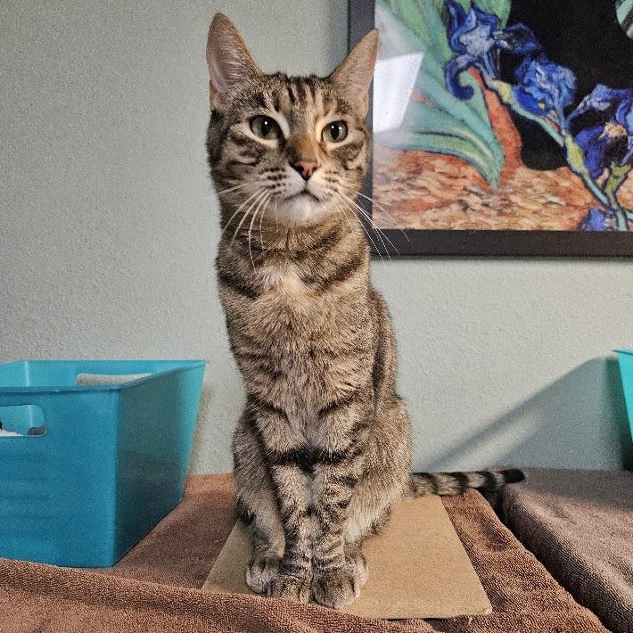 Enlarge Clementine, a Adoptable Domestic Short Hair in Las Vegas, NV image 4/6