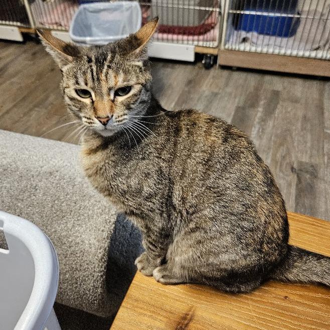 Enlarge Clementine, a Adoptable Domestic Short Hair in Las Vegas, NV image 5/6