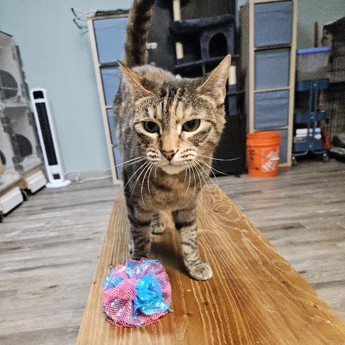 Enlarge Clementine, a Adoptable Domestic Short Hair in Las Vegas, NV image 6/6