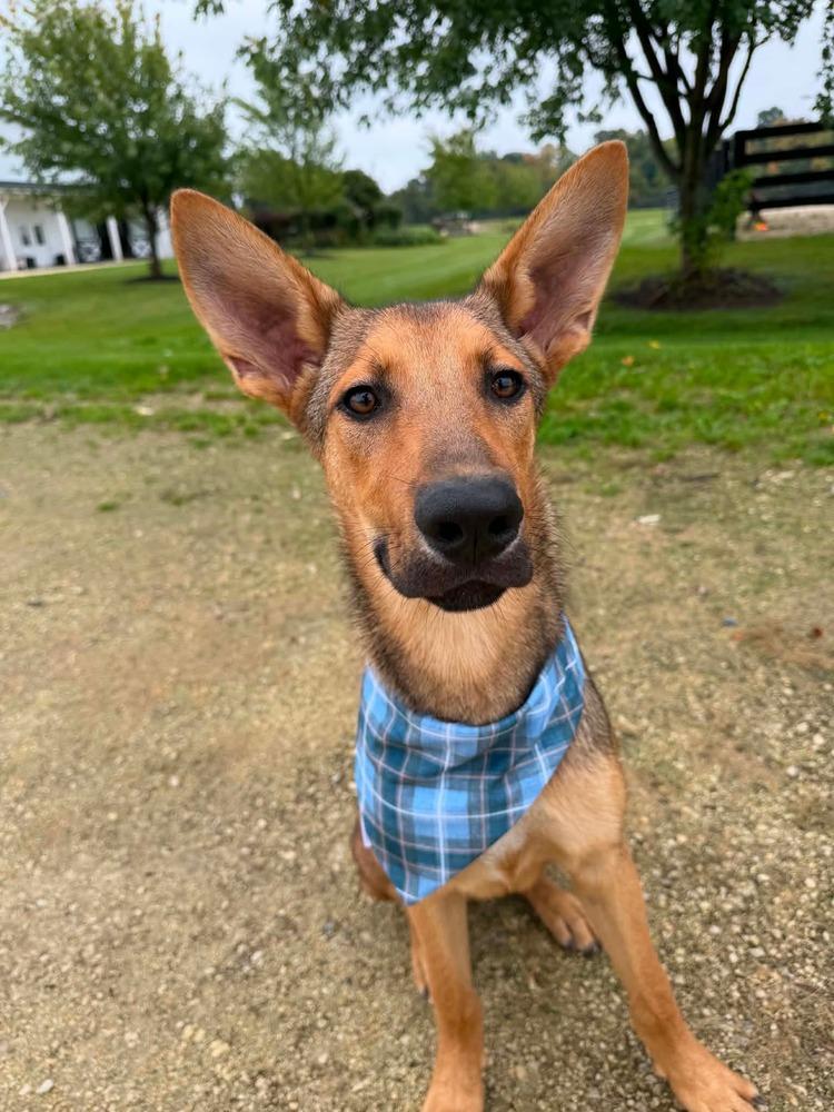 Barry, Adoptable, Puppy Male German Shepherd Dog.