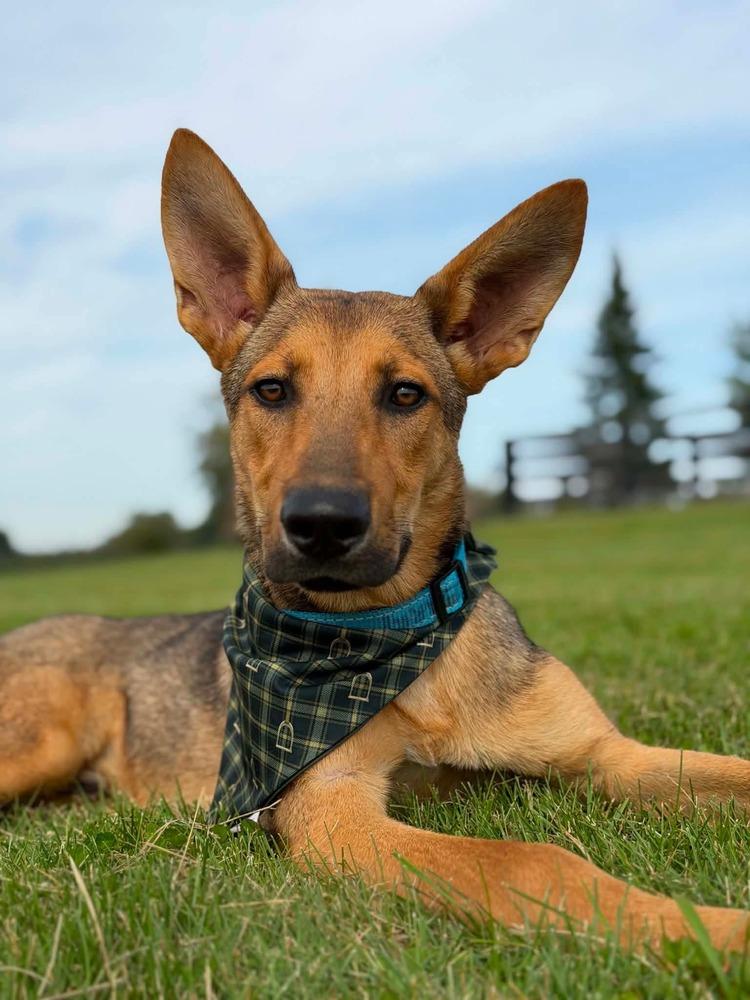 Enlarge Barry, a Adoptable German Shepherd Dog in Fredonia, WI image 3/4