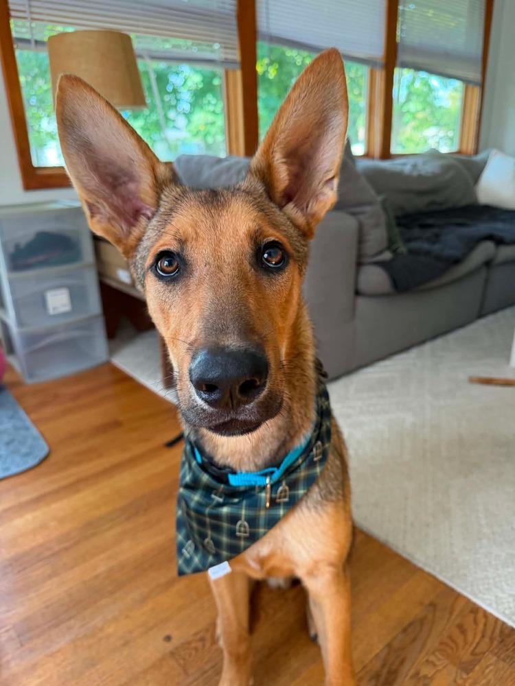 Enlarge Barry, a Adoptable German Shepherd Dog in Fredonia, WI image 4/4