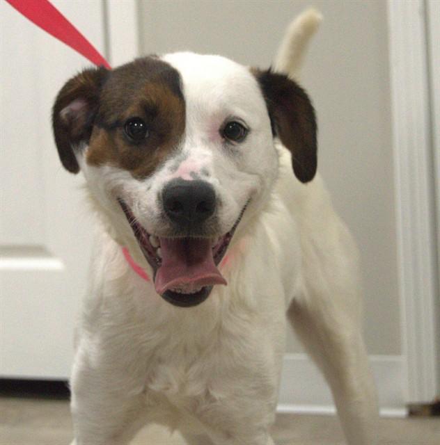 Enlarge BURK, a Adoptable mixed breed in Cookeville, TN image 1/1